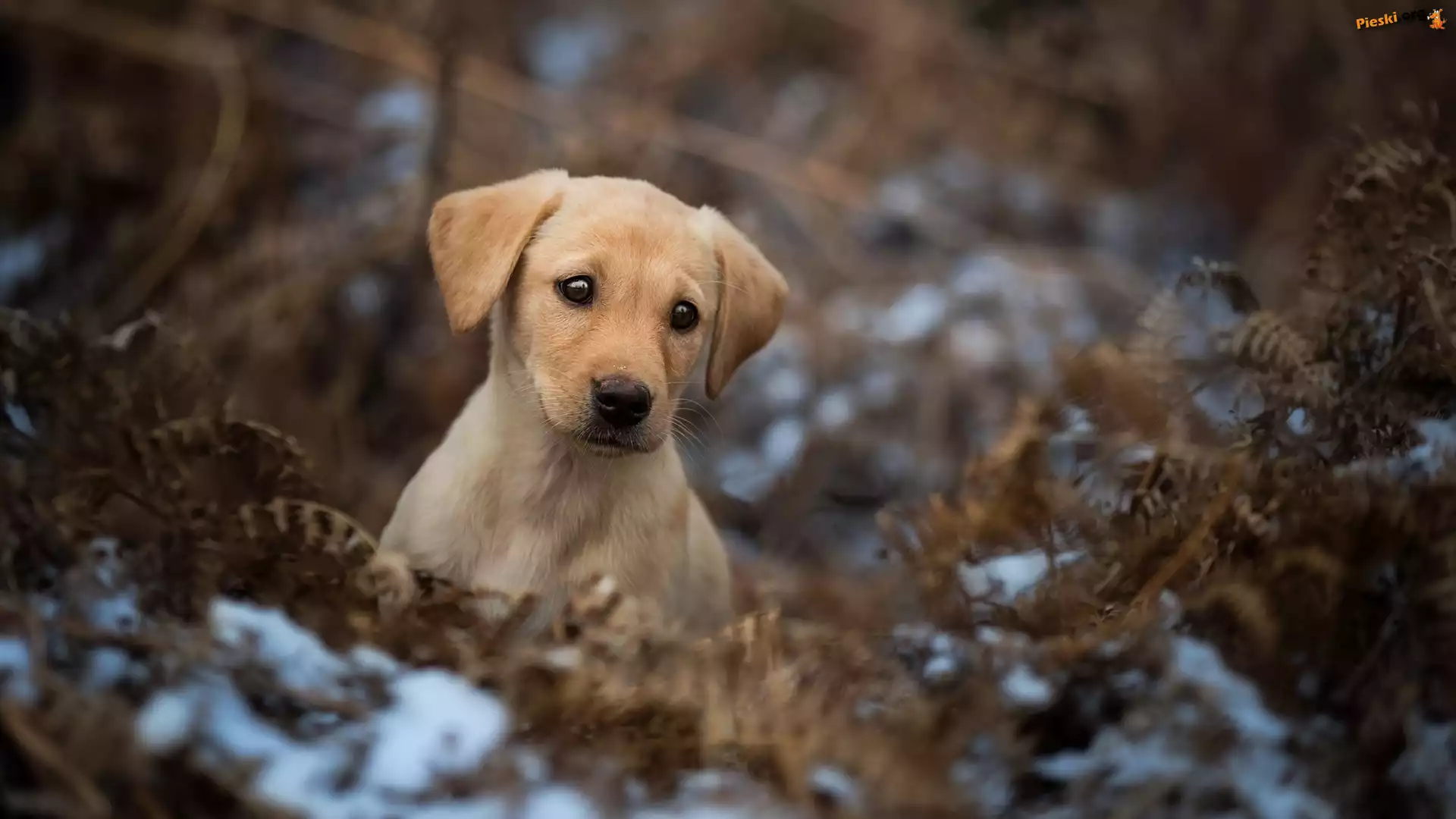 Szczeniak, Paproć, Liście, Labrador retriever, Suche, Śnieg