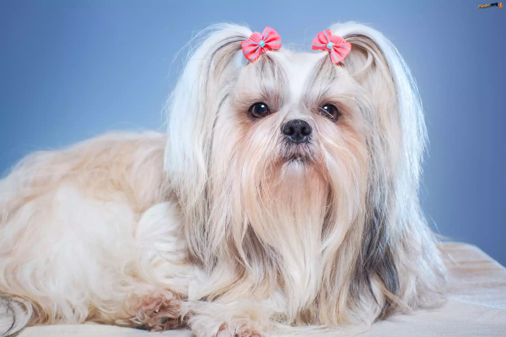 Piesek, Shih tzu, Kokardki