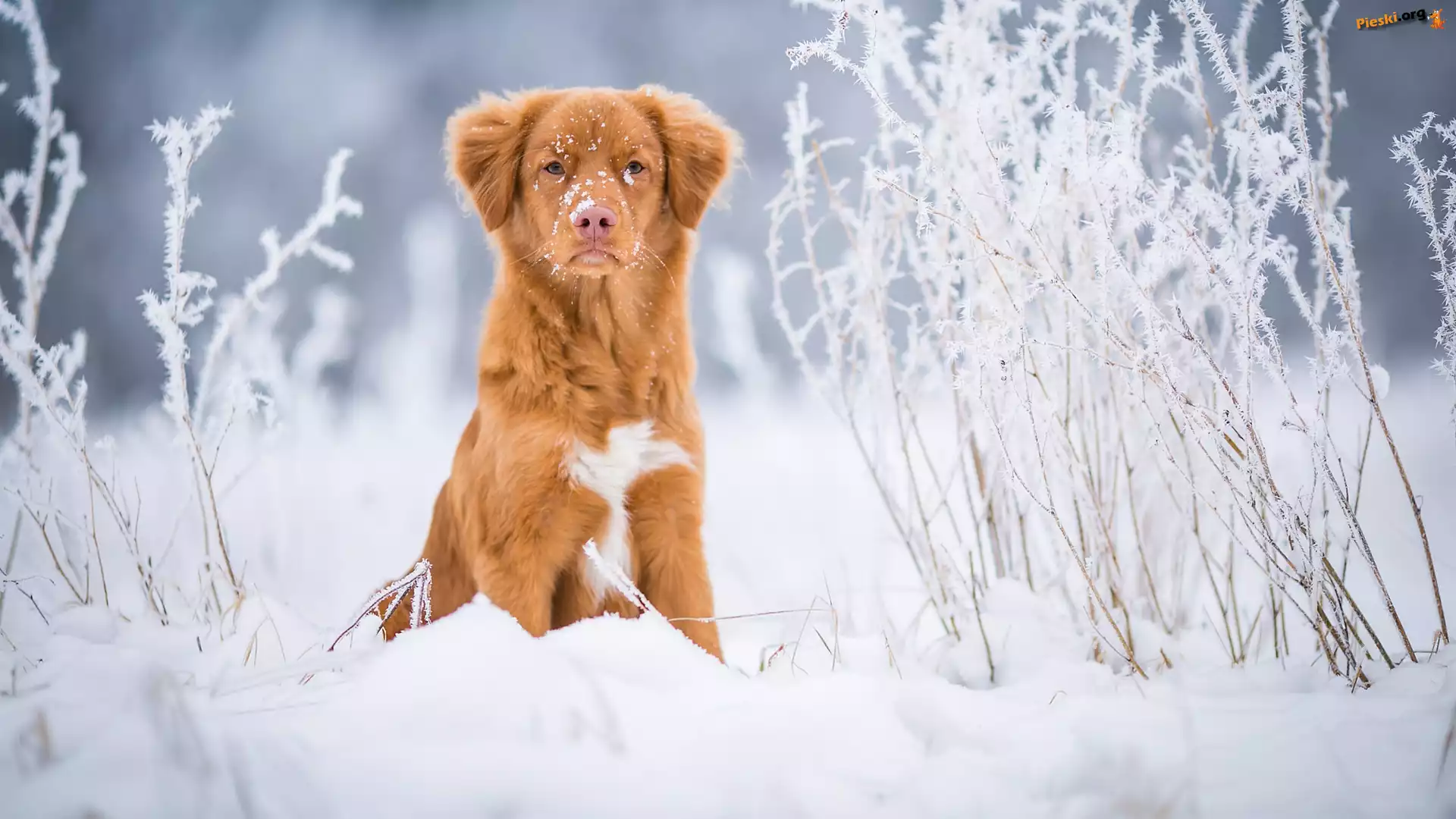 Śnieg, Pies, Retriever z Nowej Szkocji, Rośliny