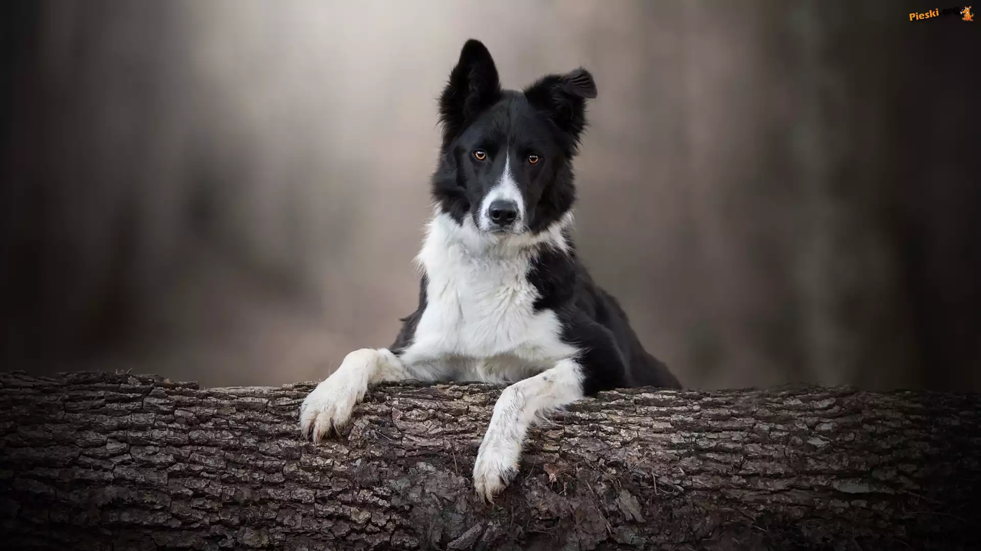 Mordka, Pies, Border collie, Drzewo