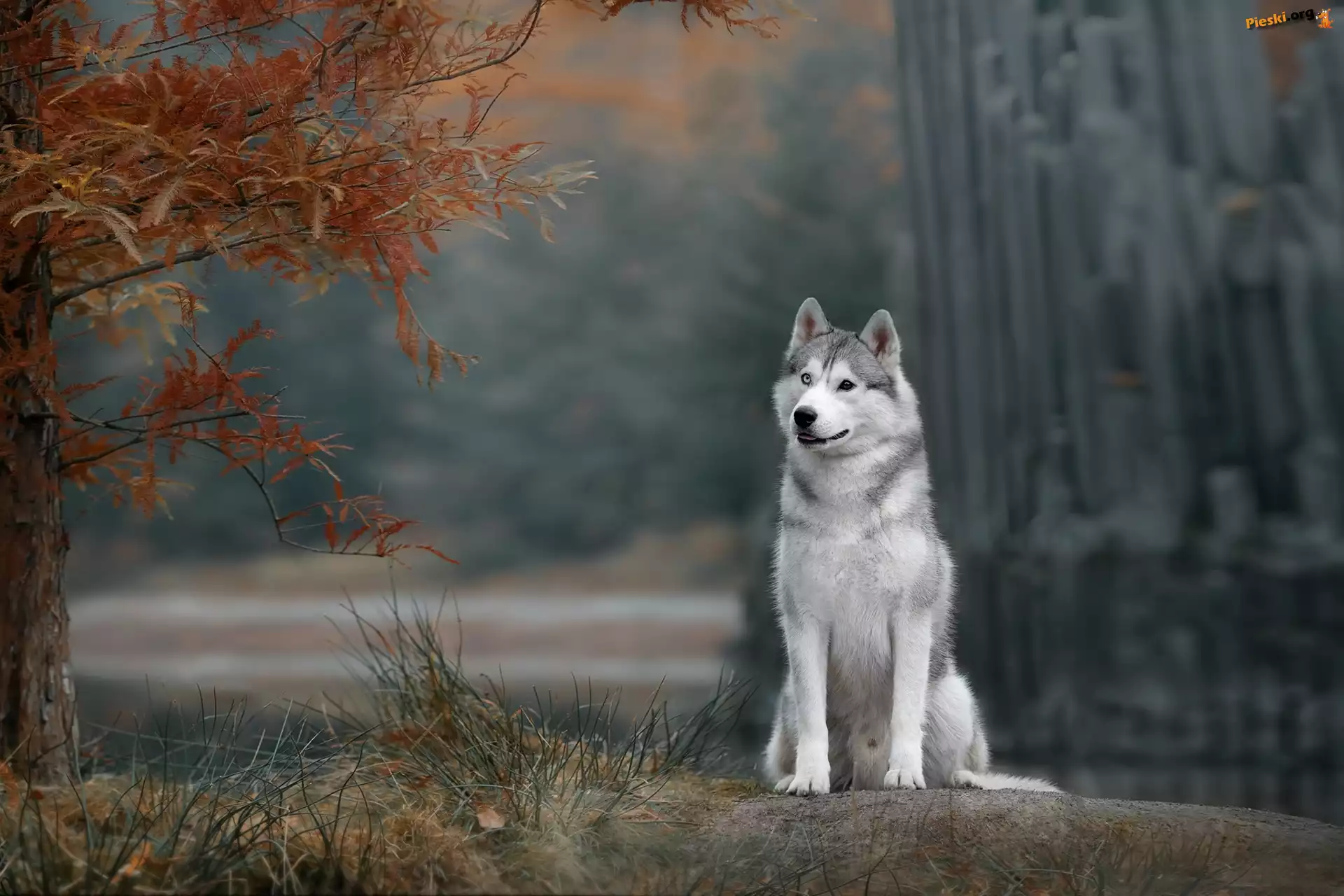 Drzewo, Pies, Siberian husky, Gałęzie