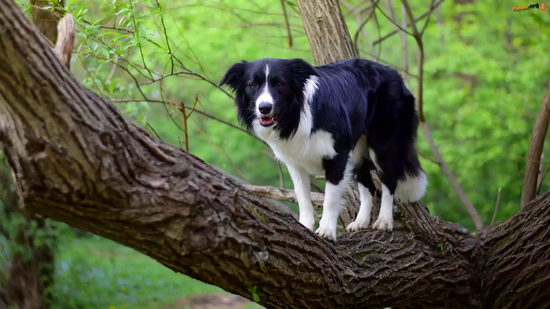 Pies, Gałązki, Konar, Border collie, Drzewo, Liście