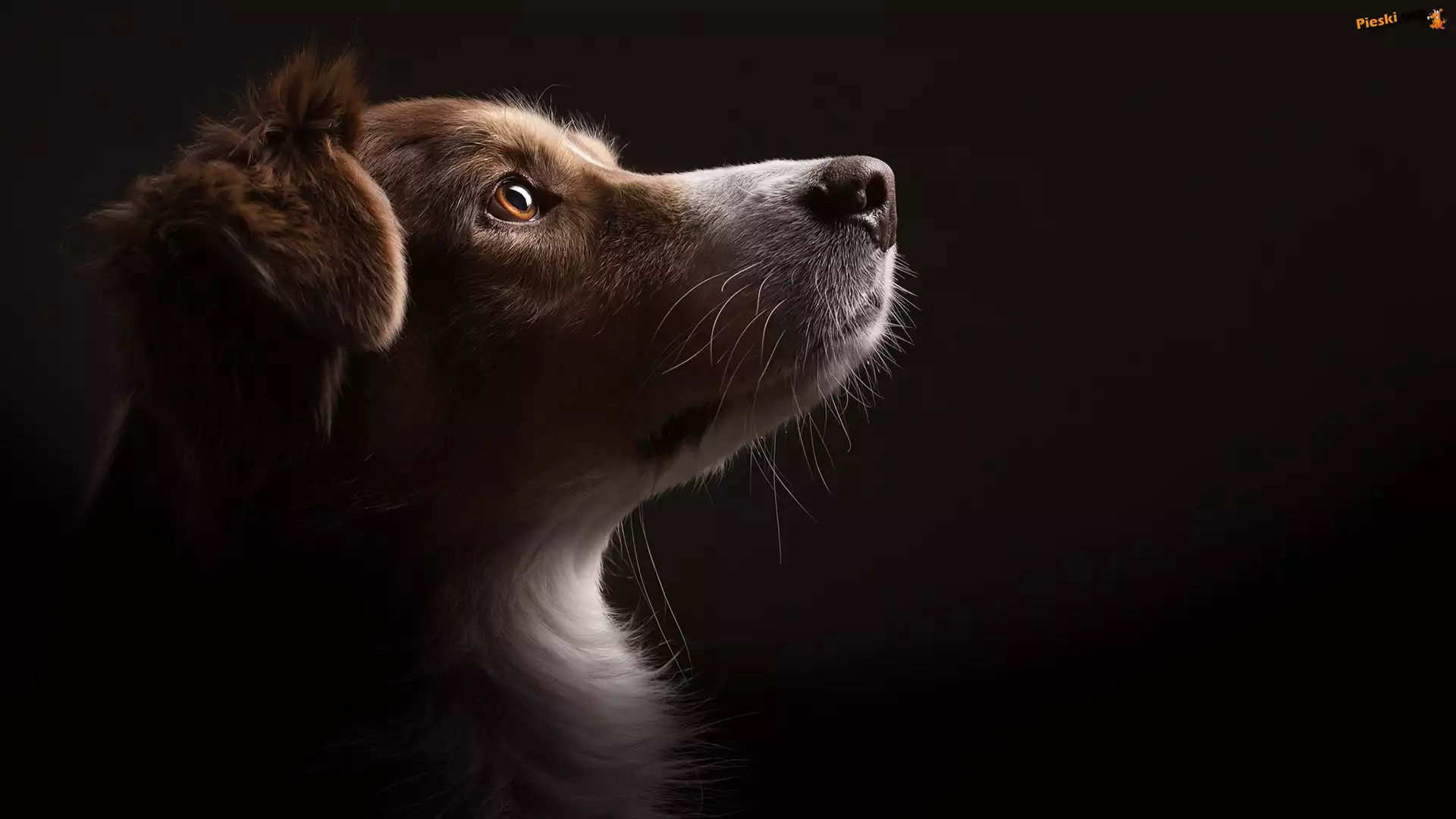 Głowa, Pies, Border collie, Mordka