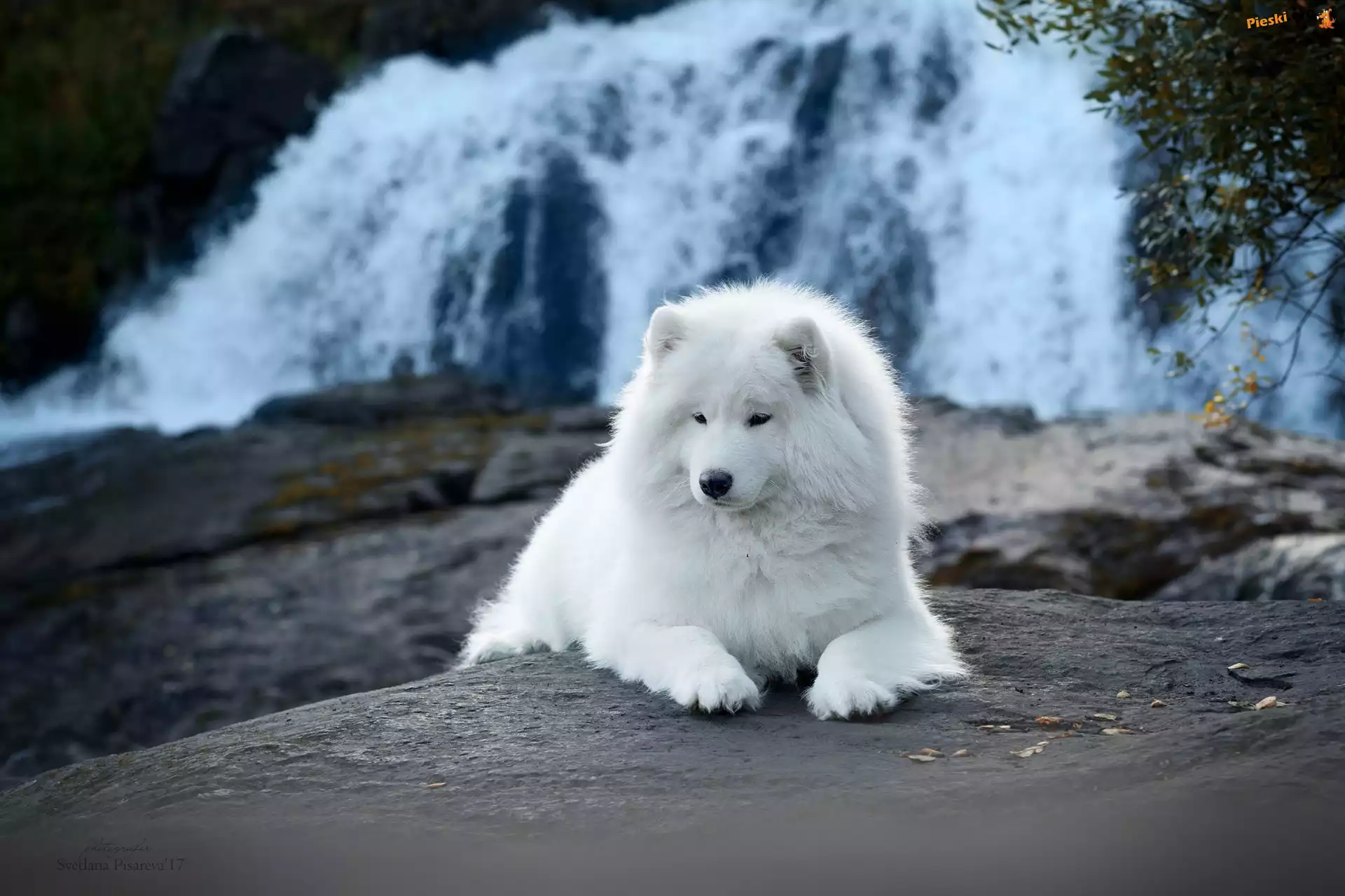Samojed, Biały, Pies, Wodospad