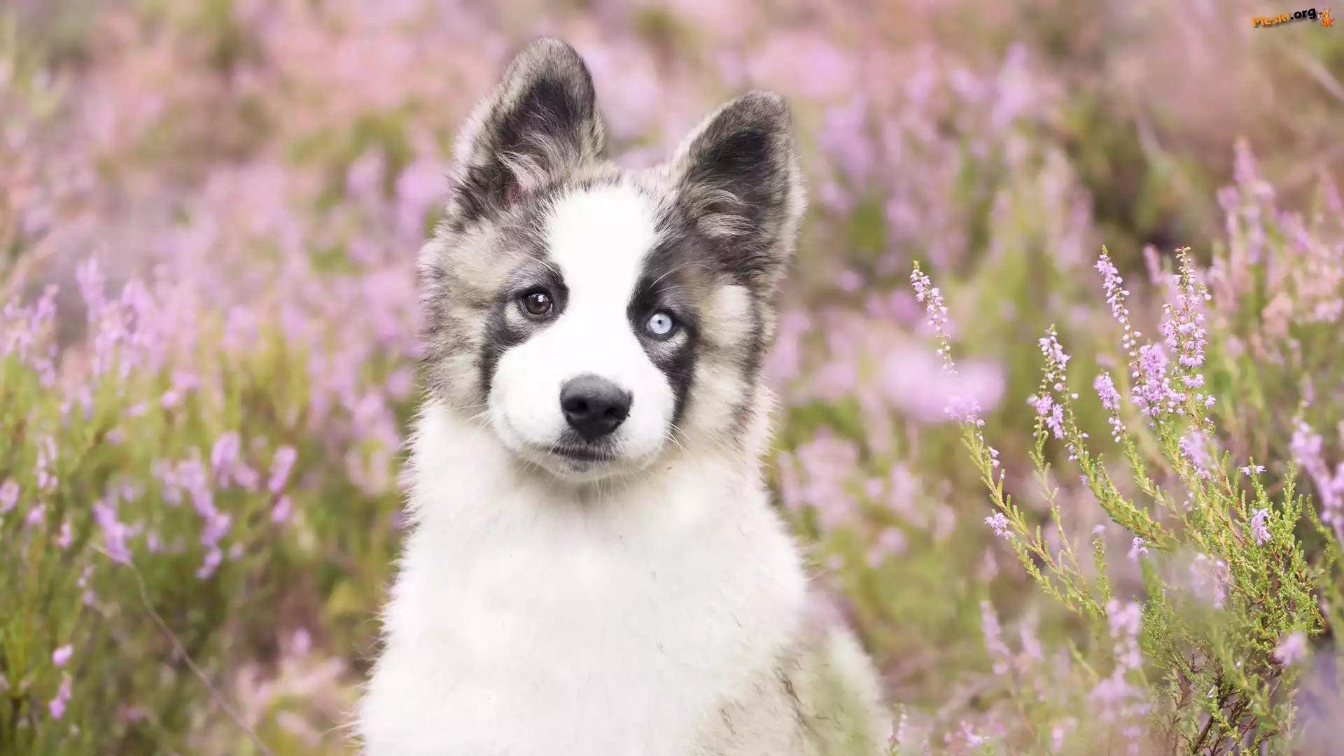 Siberian husky, Pies, Szczeniak, Wrzosy