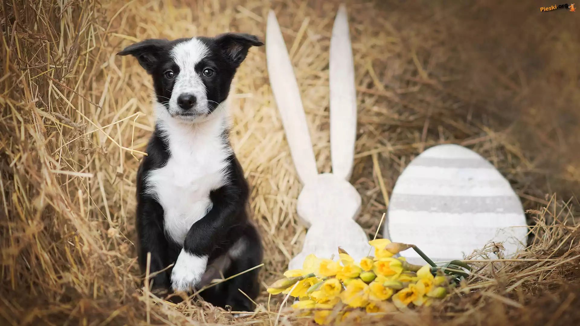 Siano, Border collie, Szczeniak, Dekoracja, Kwiaty