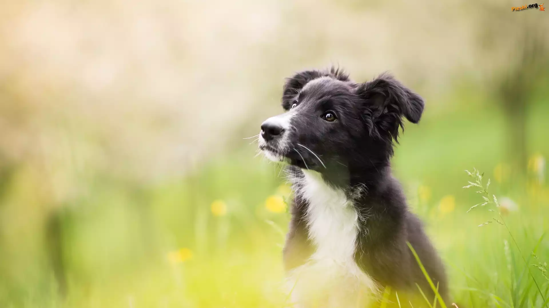 Łąka, Szczeniak, Pies, Border collie, Rozmyte tło