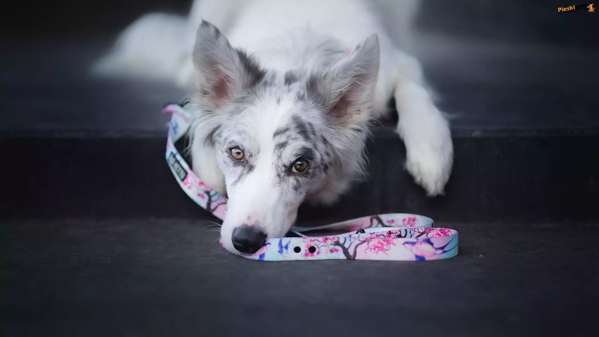Mordka, Pies, Border collie, Smycz