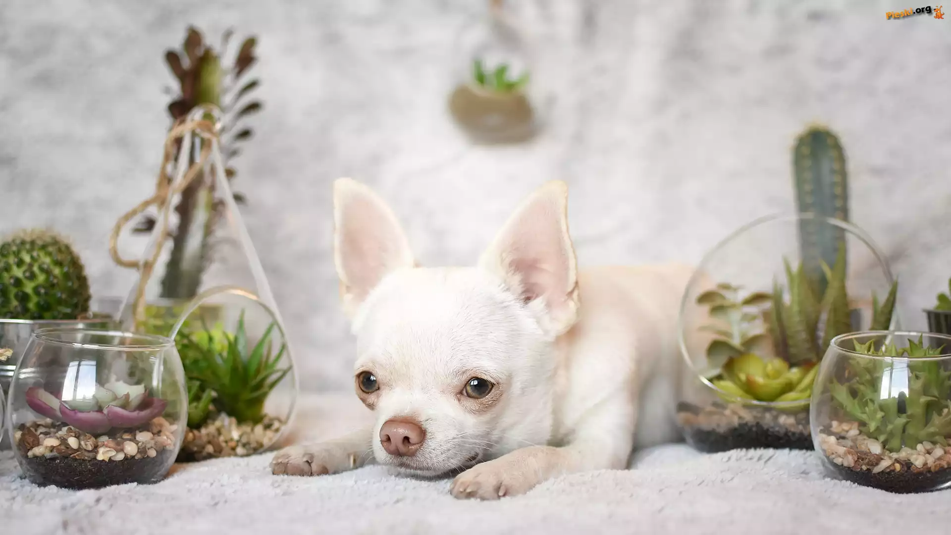 Dekoracje, Pies, Chihuahua krótkowłosa, Rośliny