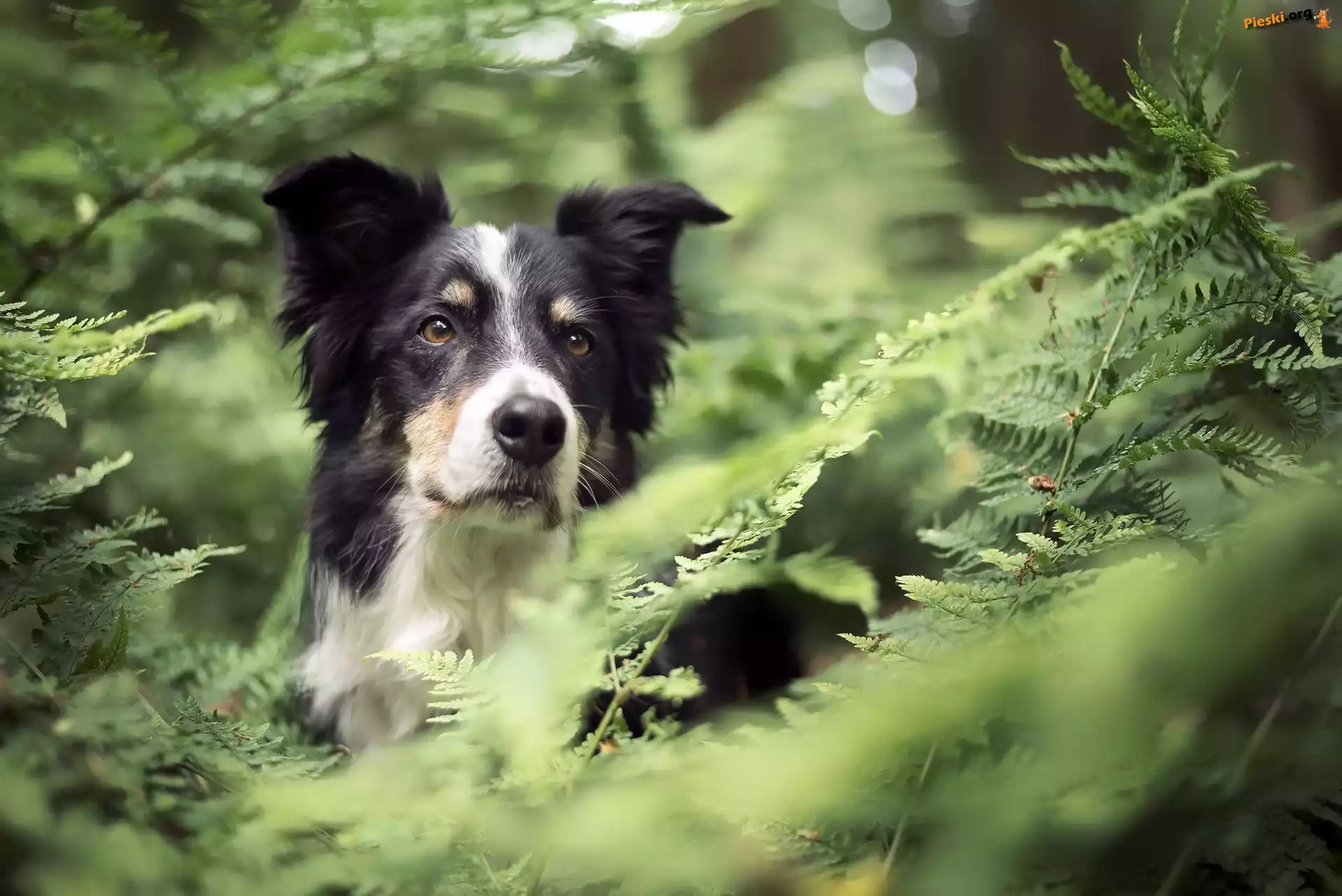 Pies, Border collie, Paprocie