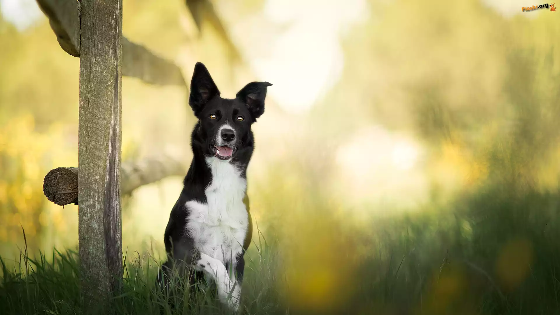 Pies, Rozmyte, Trawa, Border collie, Płot, Tło