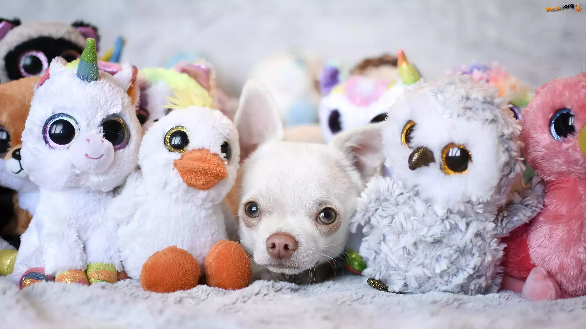 Maskotki, Pies, Chihuahua, Pluszaki