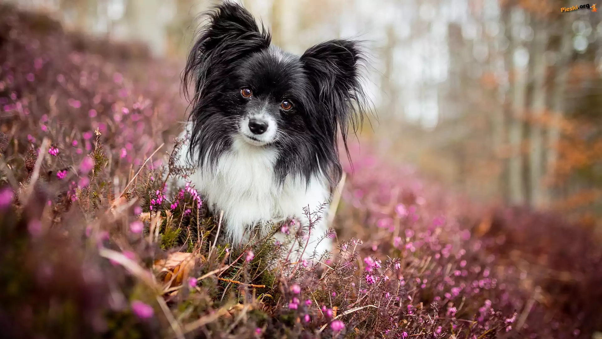 Mordka, Pies, Spaniel kontynentalny miniaturowy Papillon, Wrzosy