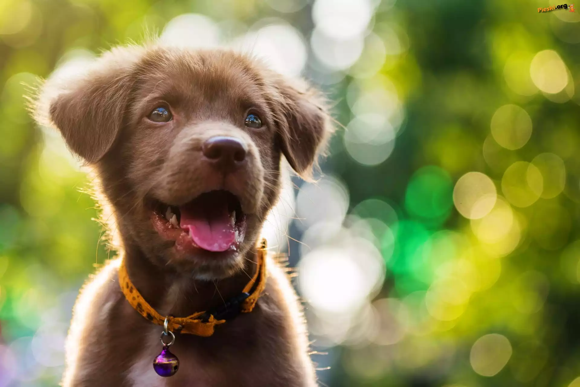 Obroża, Labrador retriever, Pies, Szczeniak, Bokeh