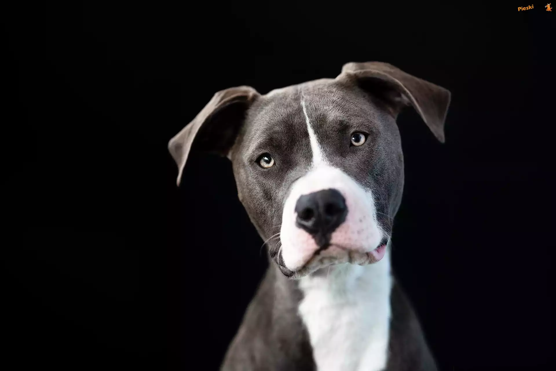 Czarne, Pit Bull Terrier, Pies, Mordka, Tło