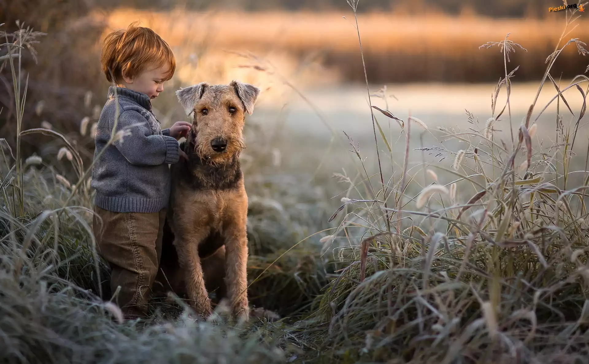 Trzciny, Airedale terrier, Pies, Chłopiec, Trawy