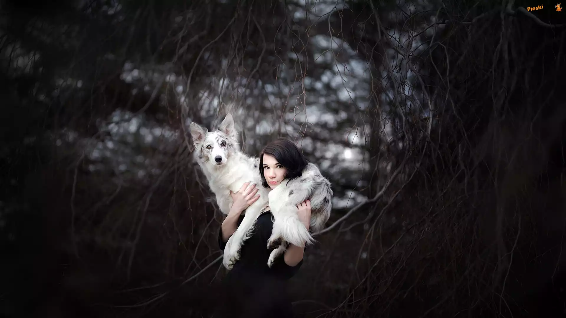 Border collie, Kobieta, Pies, Gałęzie