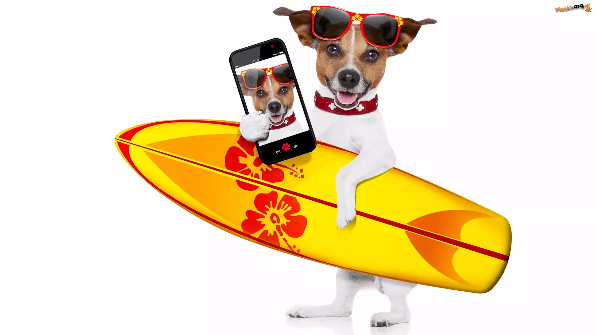 Okulary, Jack Russell terrier, Deska surfingowa, Telefon