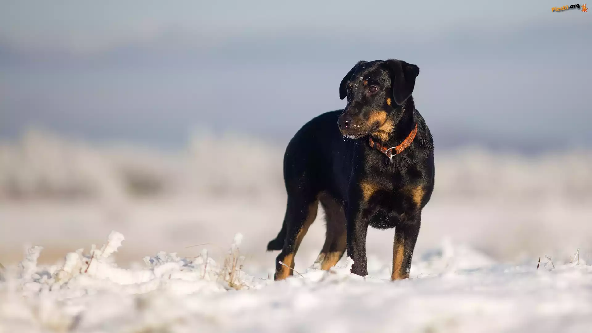 Pies, Owczarek francuski Beauceron, Śnieg