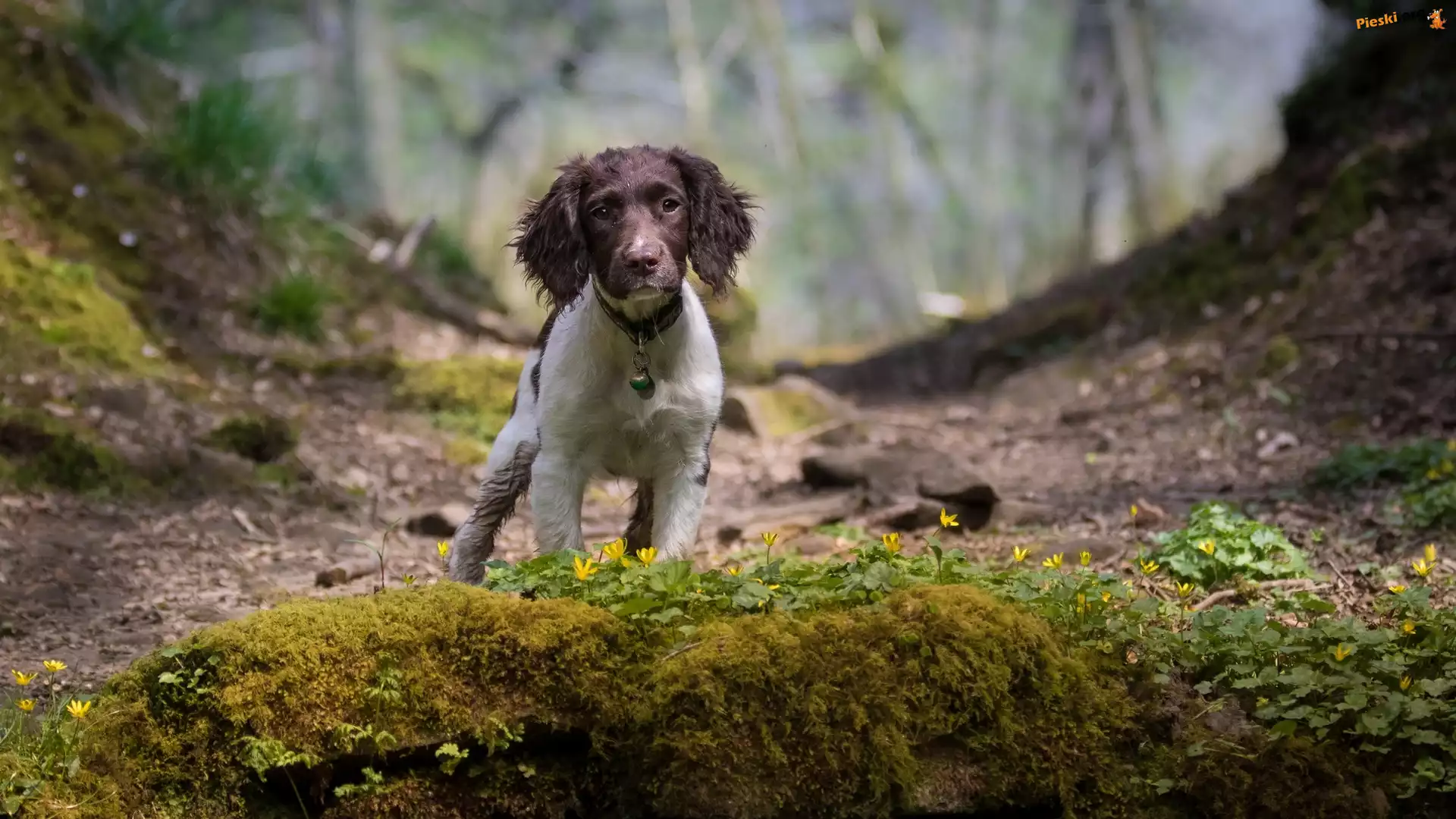Skarpa, Pies, Cocker spaniel angielski, Rośliny
