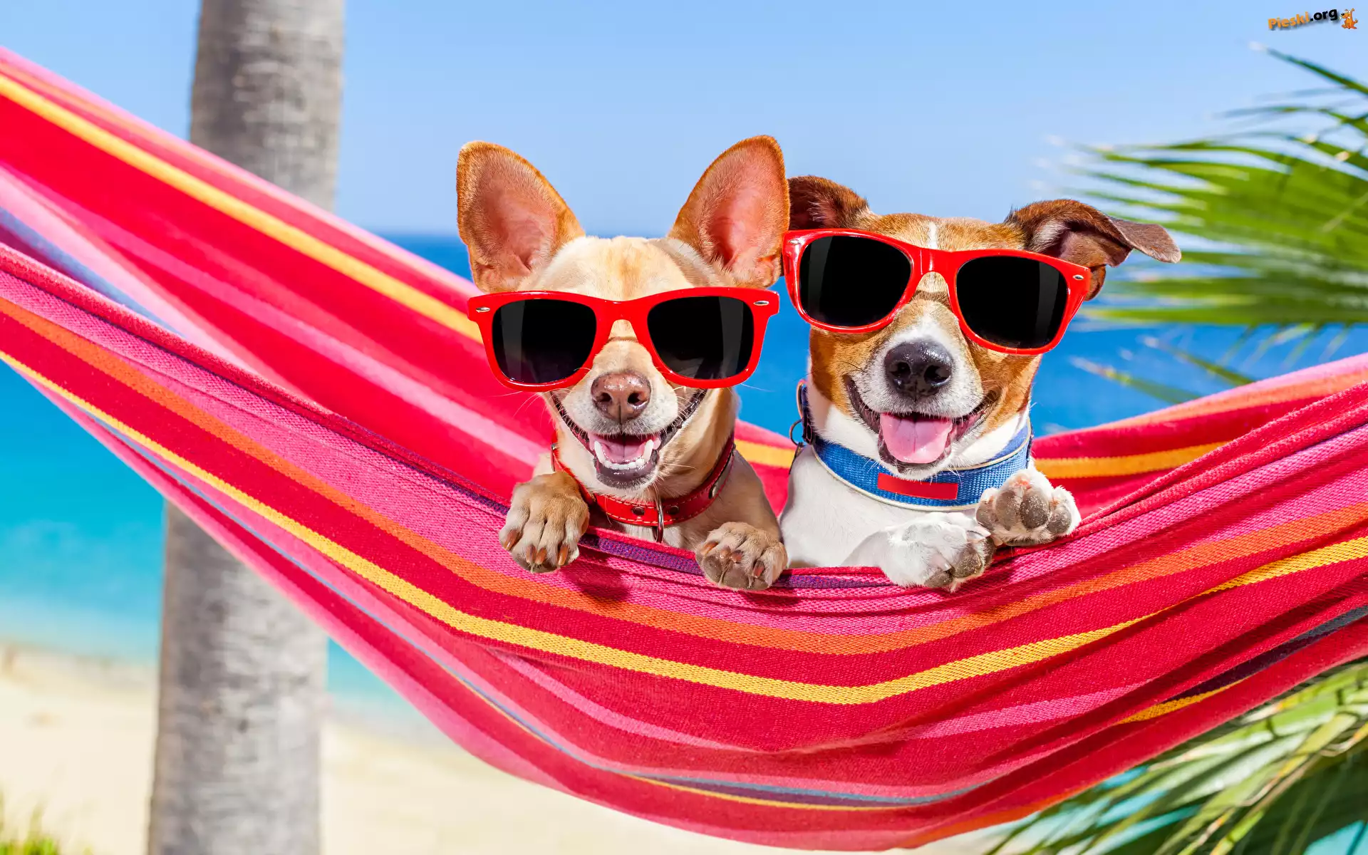Hamak, Śmieszne, Jack Russell terier, Psy, Dwa, Wakacje, Okulary
