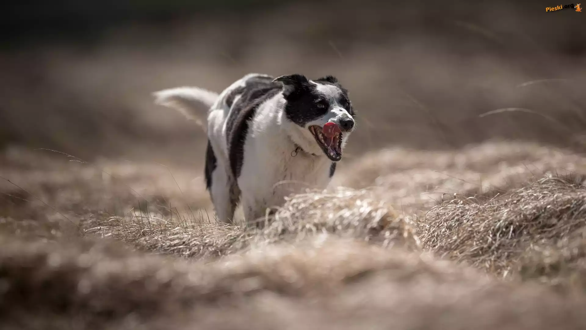 Łąka, Czarno-biały, Pies, Border collie, Trawa