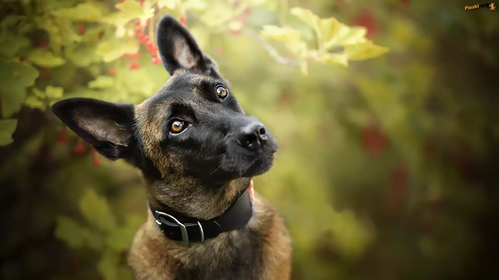 Mordka, Pies, Owczarek belgijski Malinois, Obroża