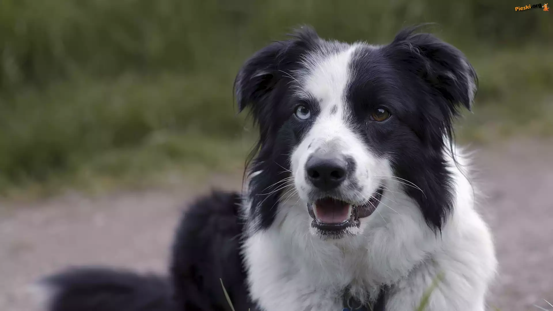 Czarno-biały, Pies, Border collie, Mordka
