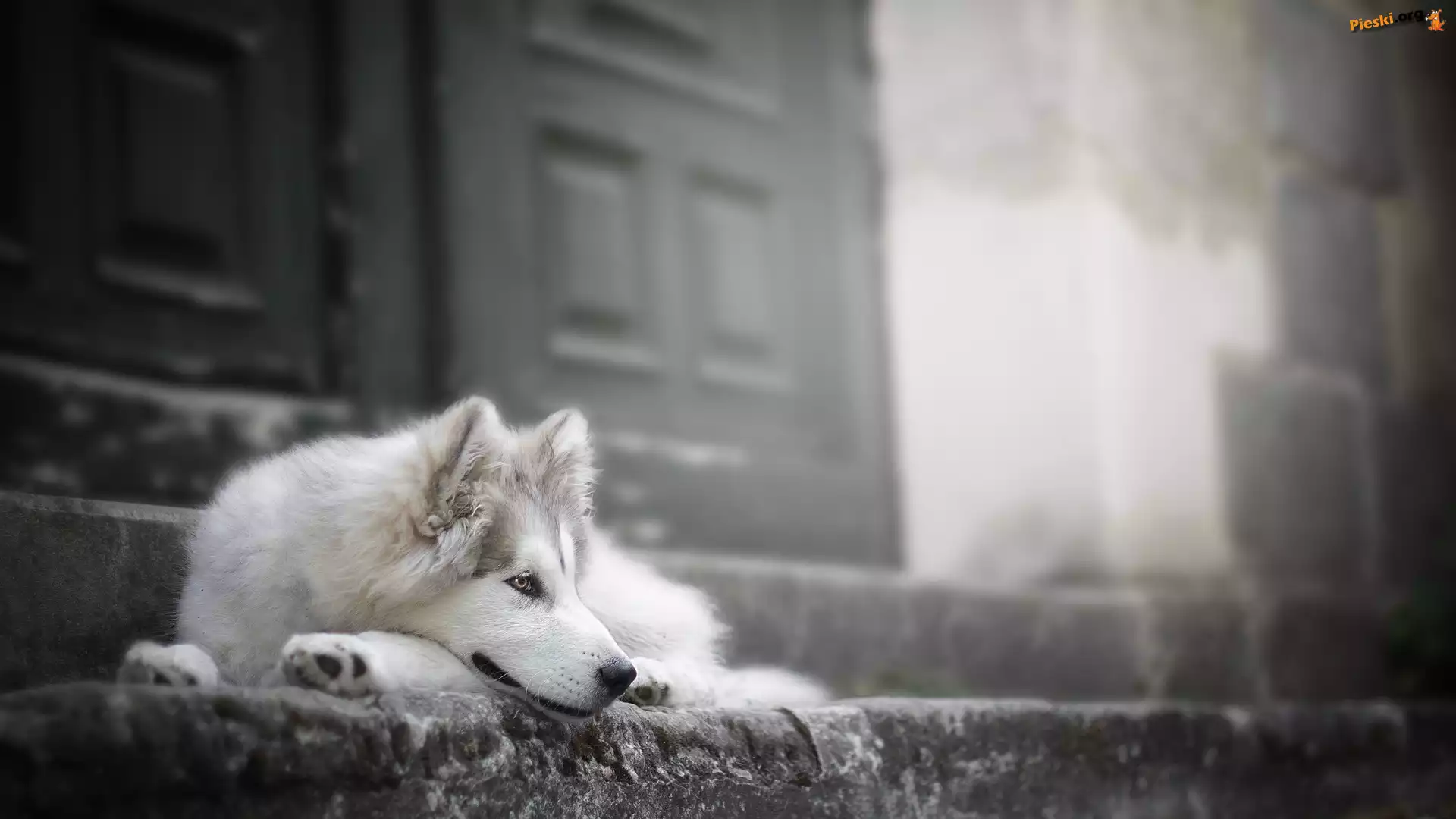 Schody, Siberian husky, Pies, Mordka, Drzwi