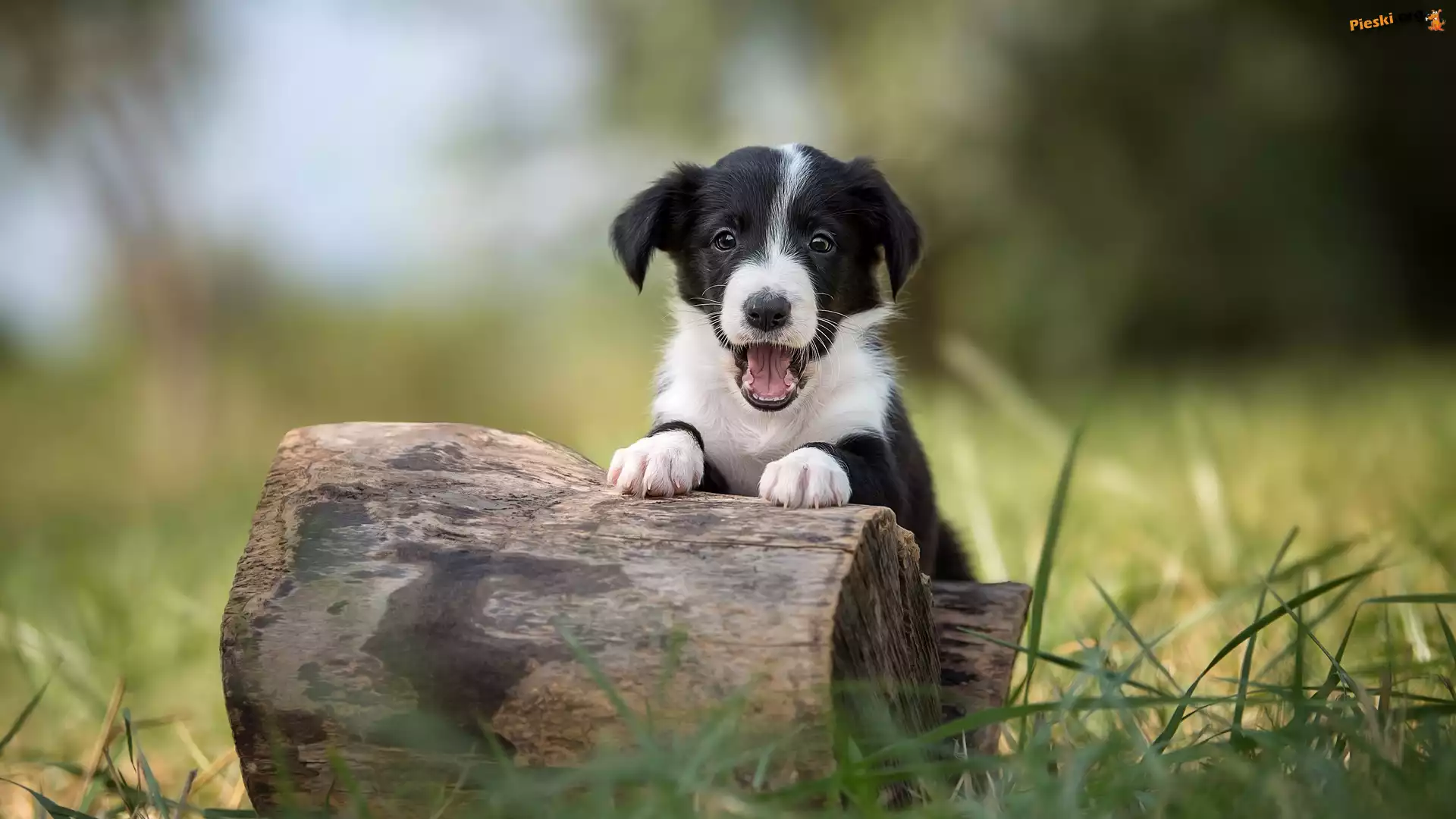 Pieniek, Border collie, Szczeniak, Pyszczek, Trawa