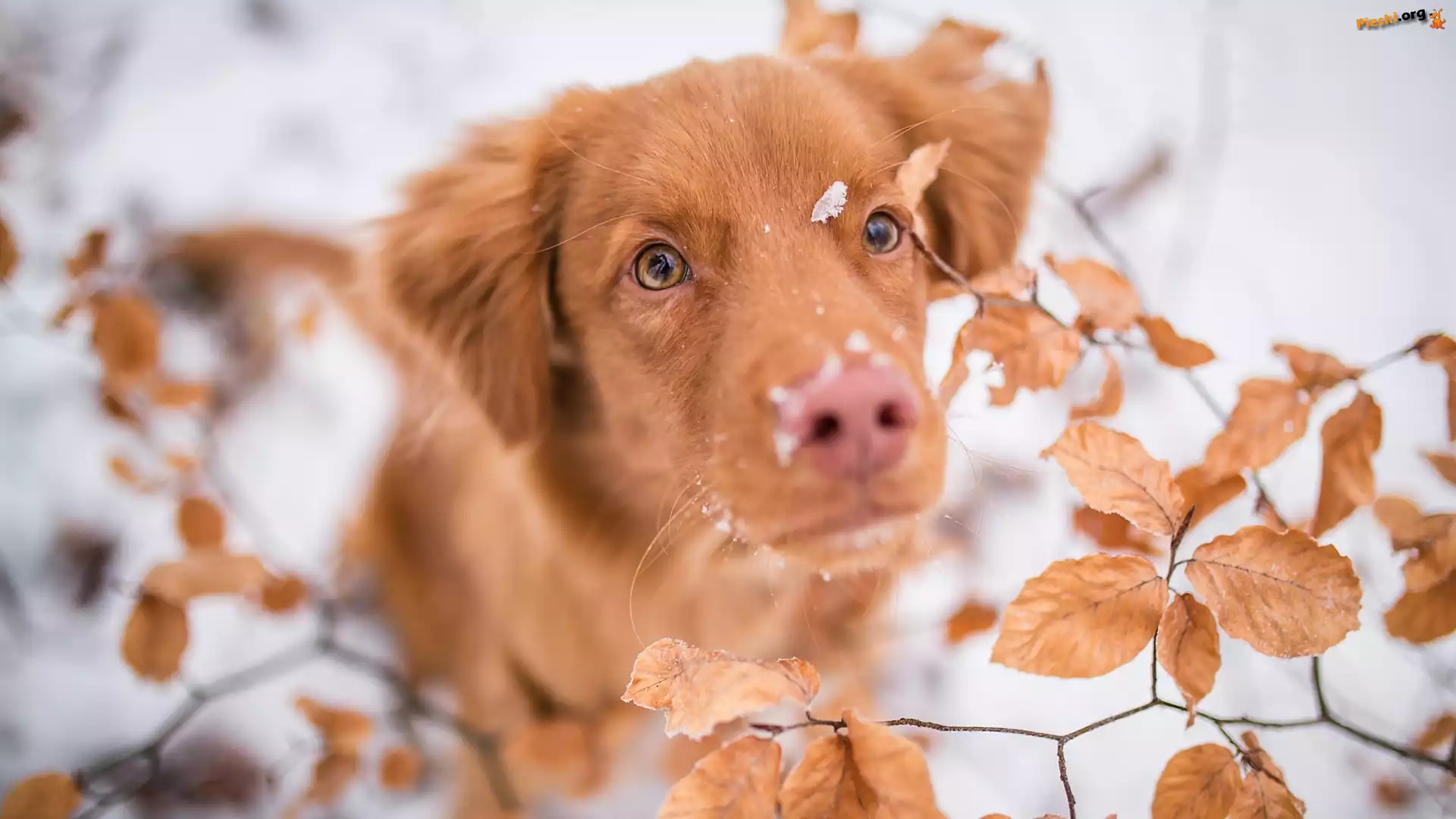 Liście, Retriever z Nowej Szkocji, Pies, Mordka, Śnieg