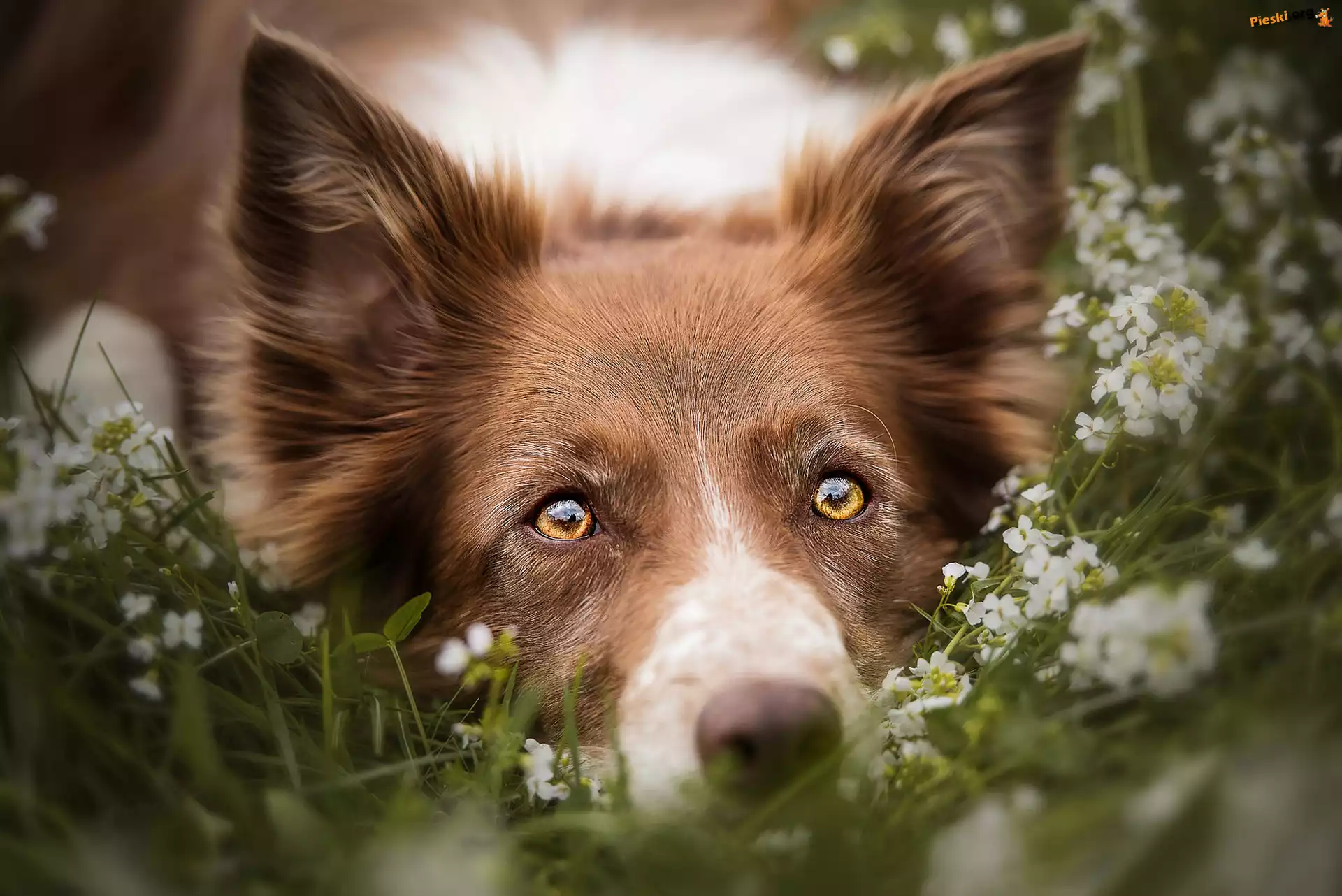 Border collie, Pies, Mordka, Kwiaty