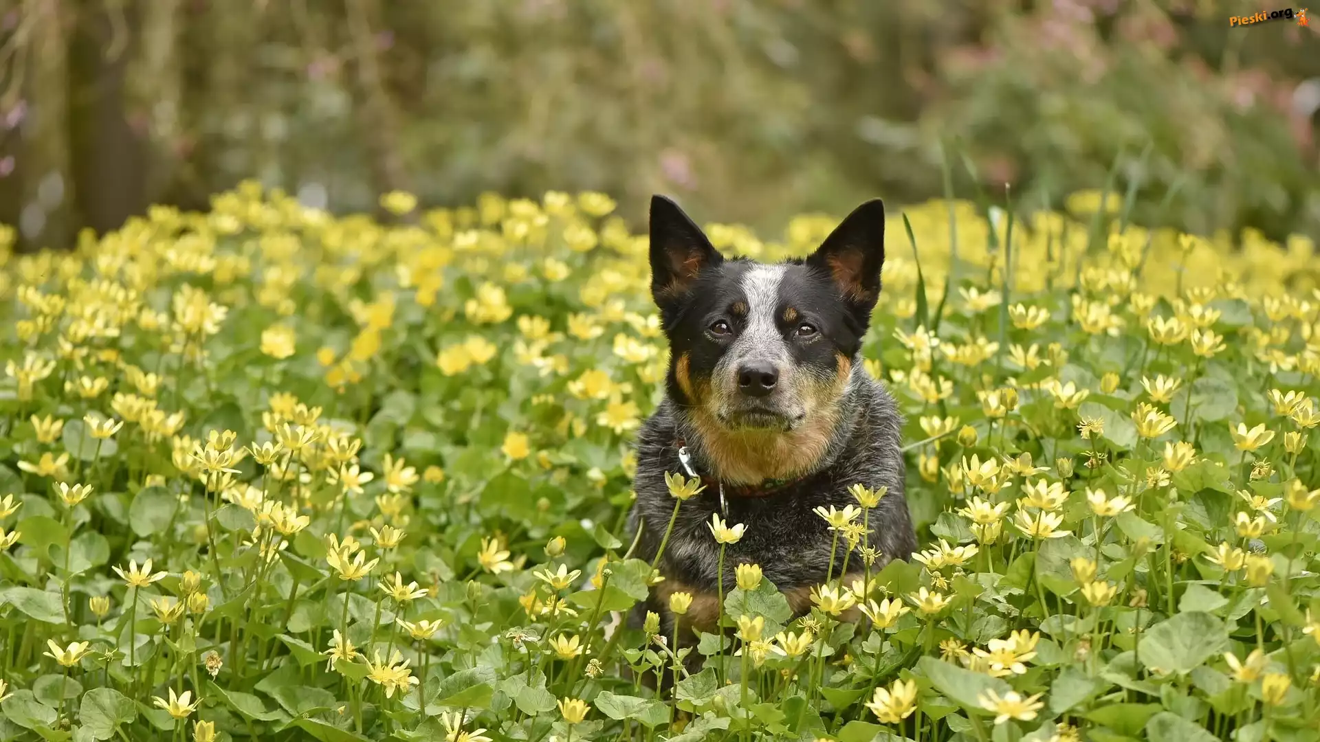 Żółte, Australian cattle dog, Pies, Łąka, Kwiaty
