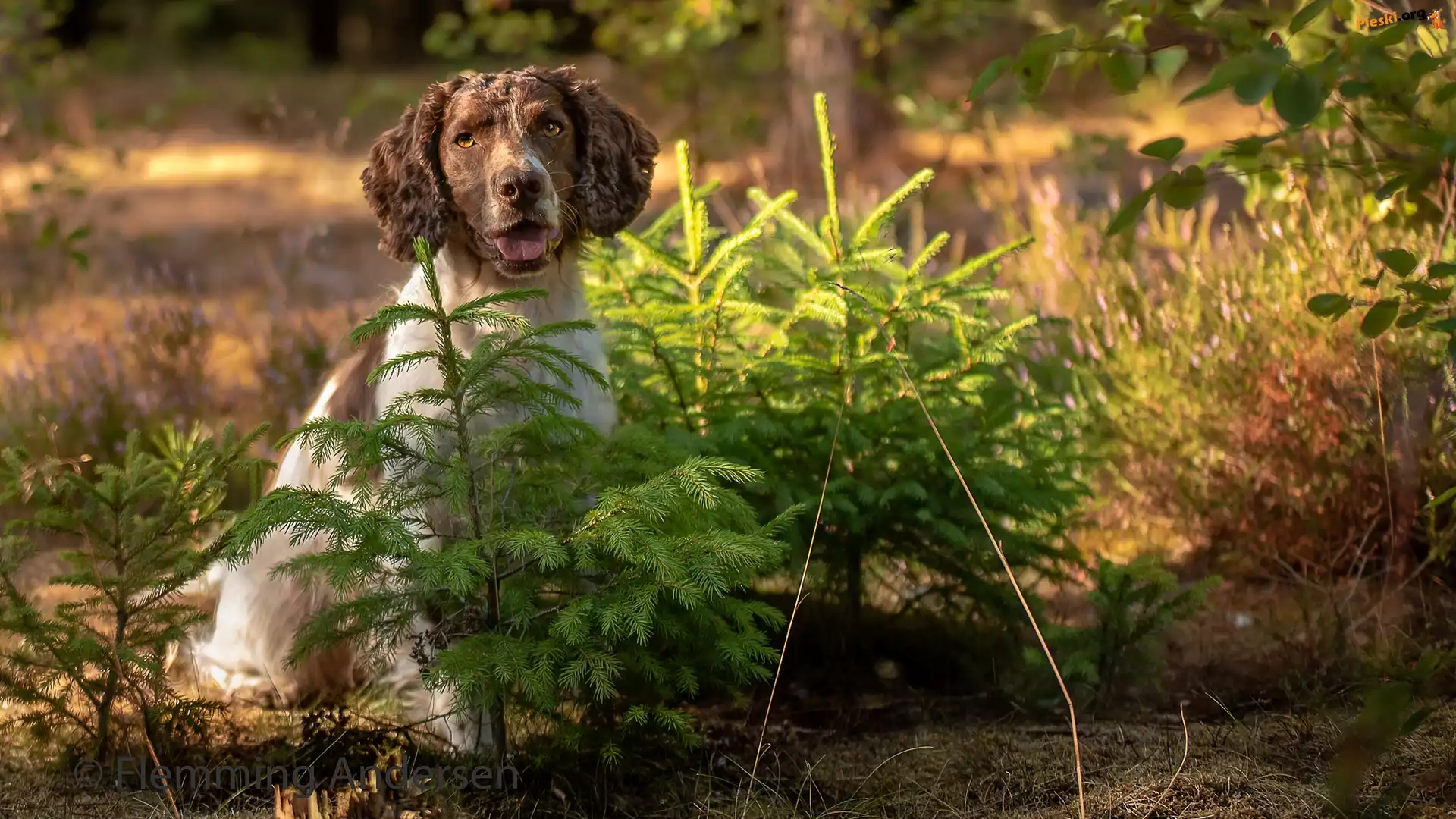 Świerki, Pies, Łąka, Las, Springer spaniel angielski, Drzewka, Kwiaty