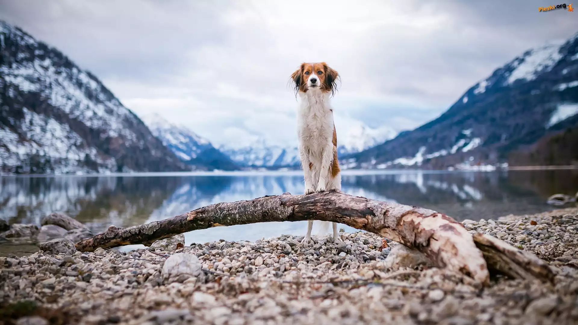 Kłoda, Pies, Woda, Kooikerhondje, Płochacz holenderski, Kamienie, Góry