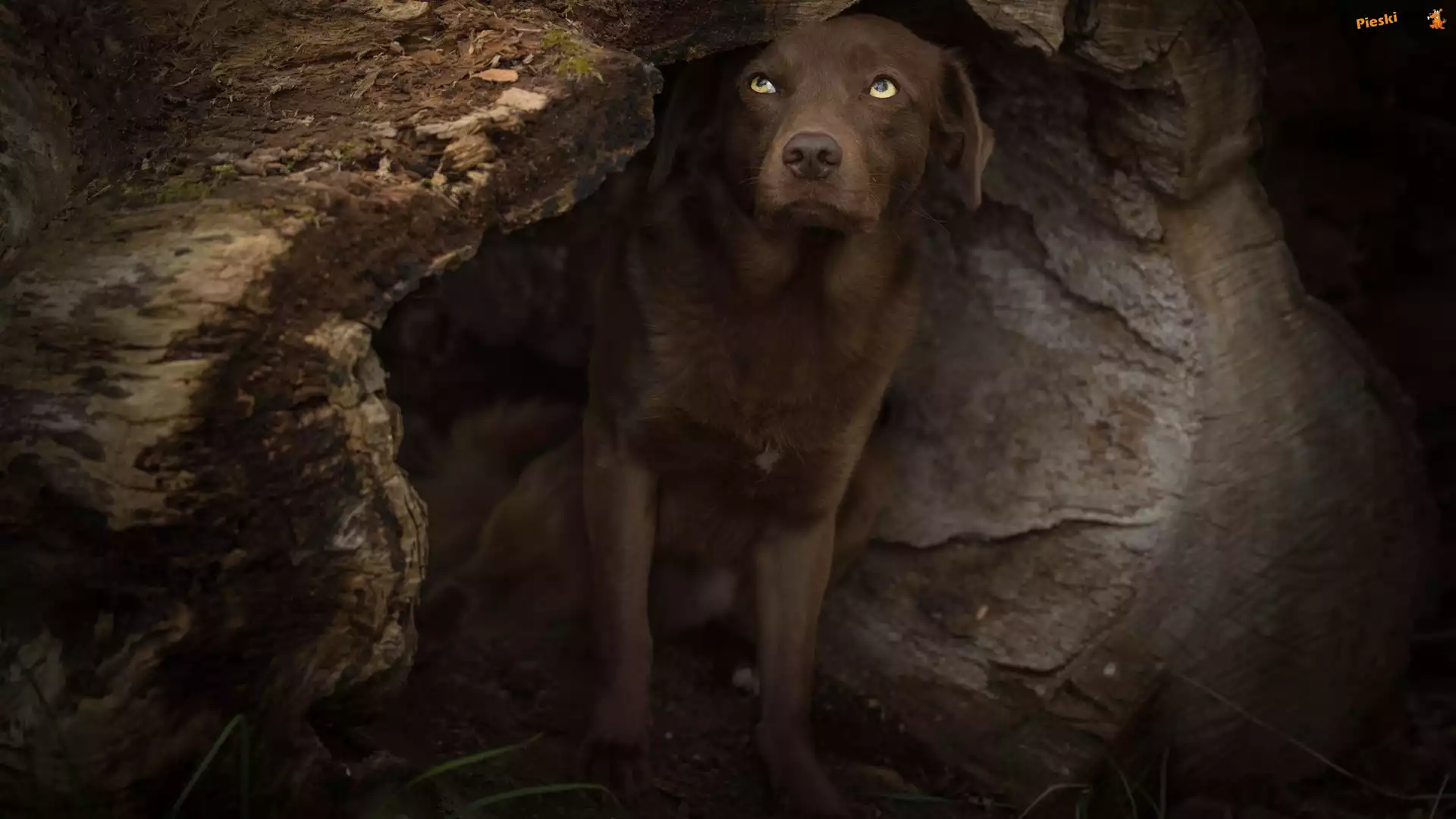Kłoda, Labrador retriever, Pies, Wydrążona, Drzewa