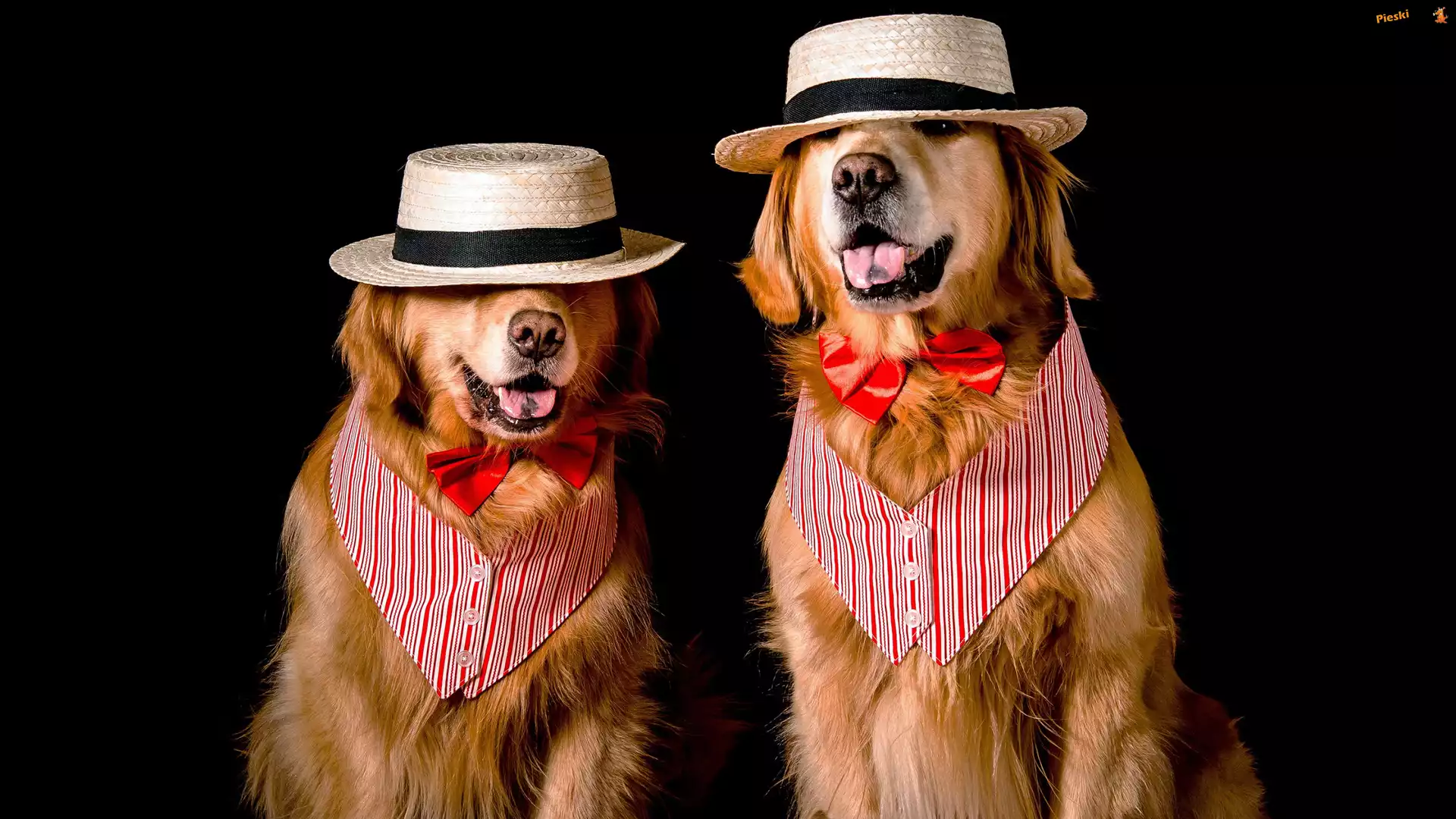 Kapelusze, Psy, Dwa, Golden retriever, Muszki