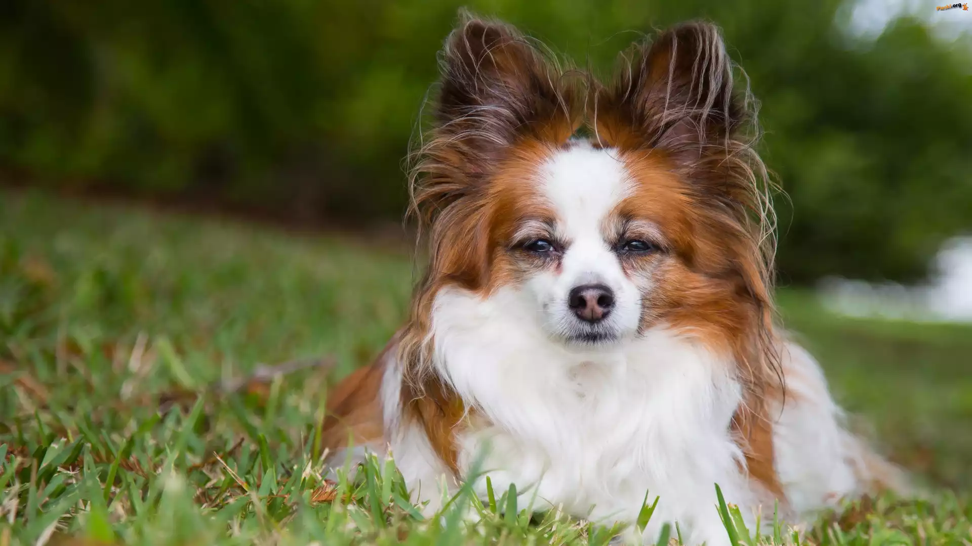 Pies, Spaniel kontynentalny miniaturowy Papillon