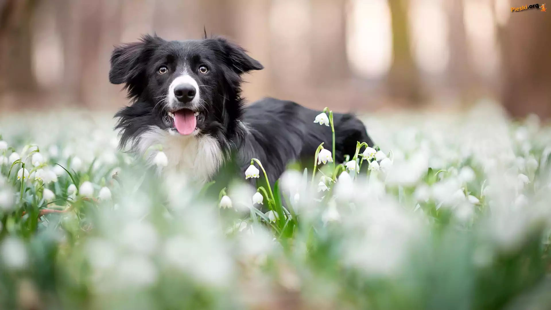 Pies, Kwiaty, Łąka, Border collie, Mordka, Śnieżyce