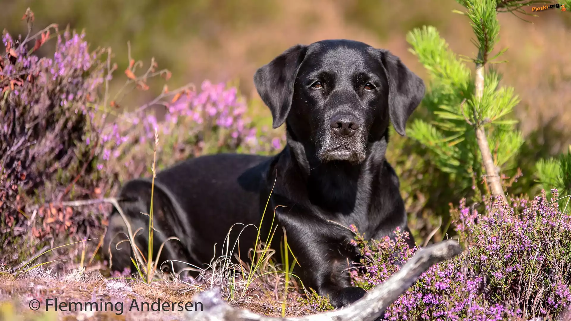 Labrador retriever, Pies, Czarny, Wrzosy