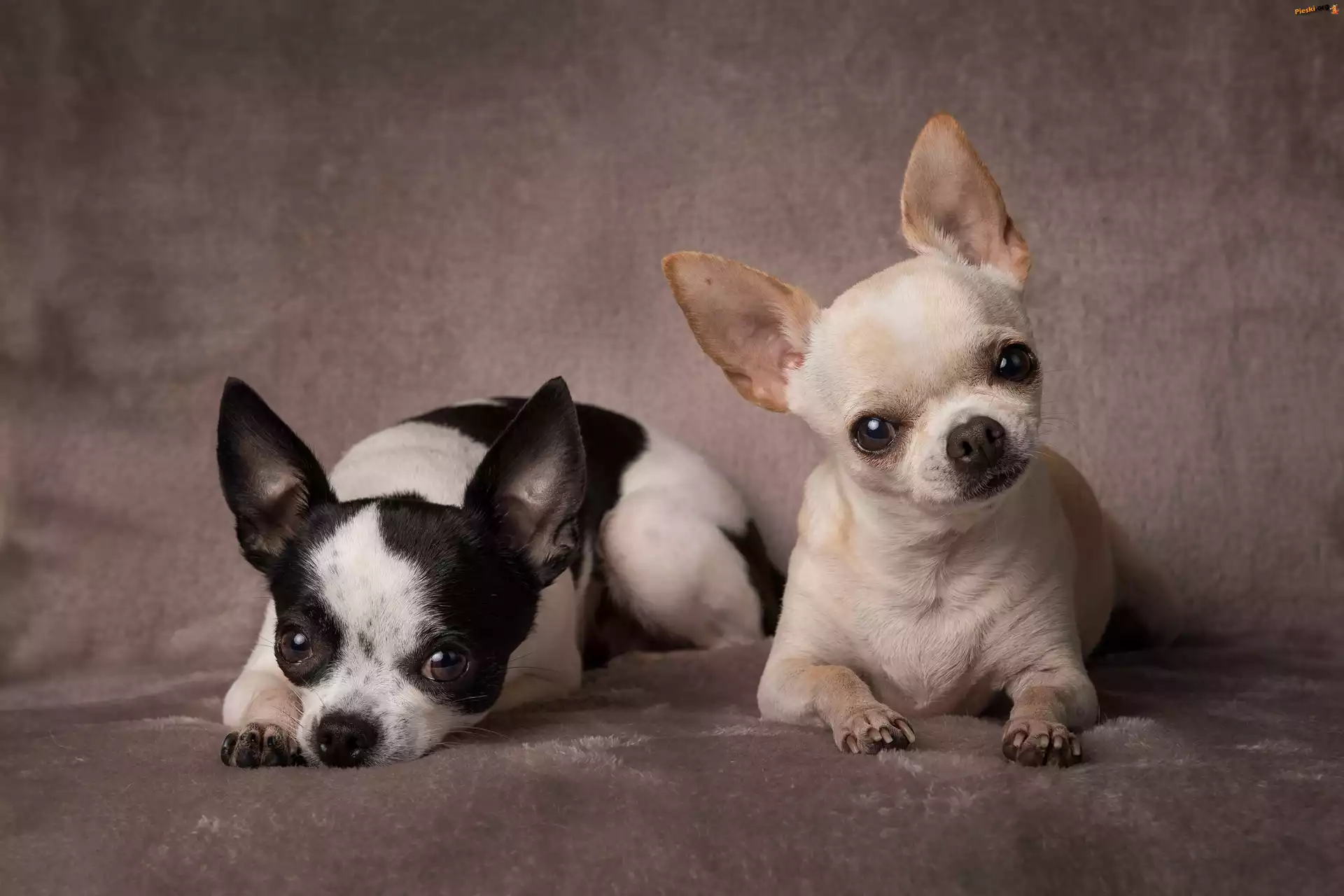 Pieski, Dwa, Psy, Chihuahua krótkowłosa