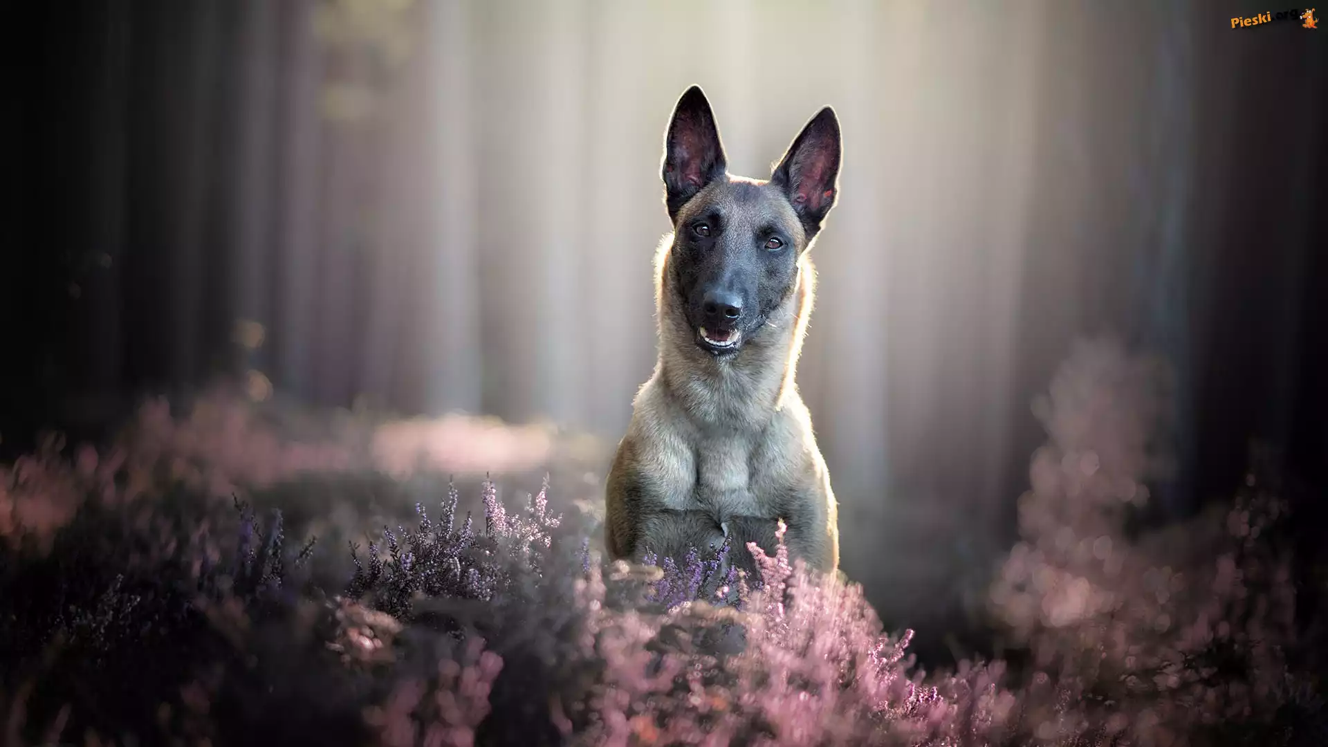Owczarek belgijski Malinois, Pies, Mordka, Wrzosy