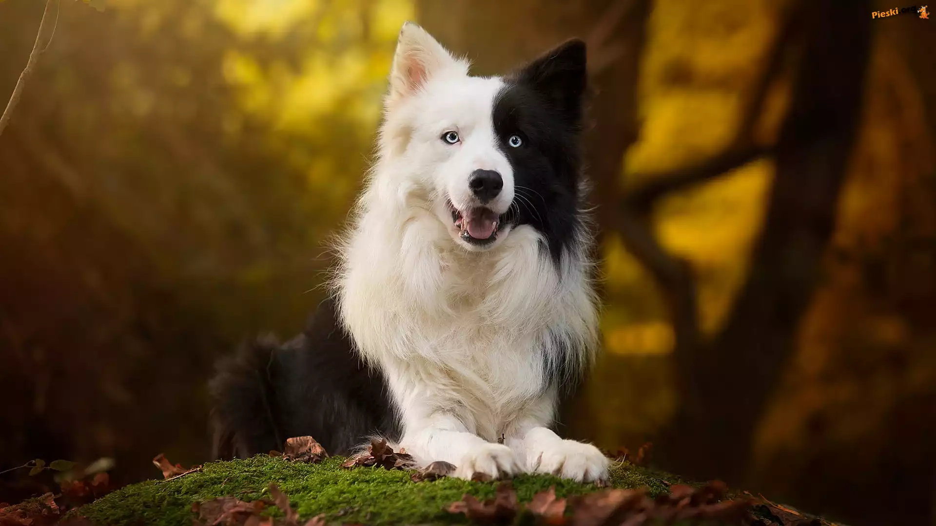 Liście, Pies, Rozmyte, Mordka, Border collie, Mech, Tło