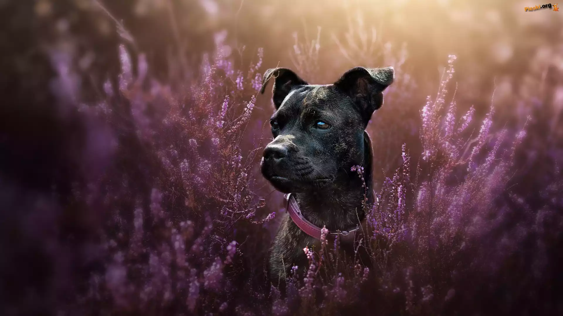 Mordka, Pies, Staffordshire Bull Terrier, Wrzosy
