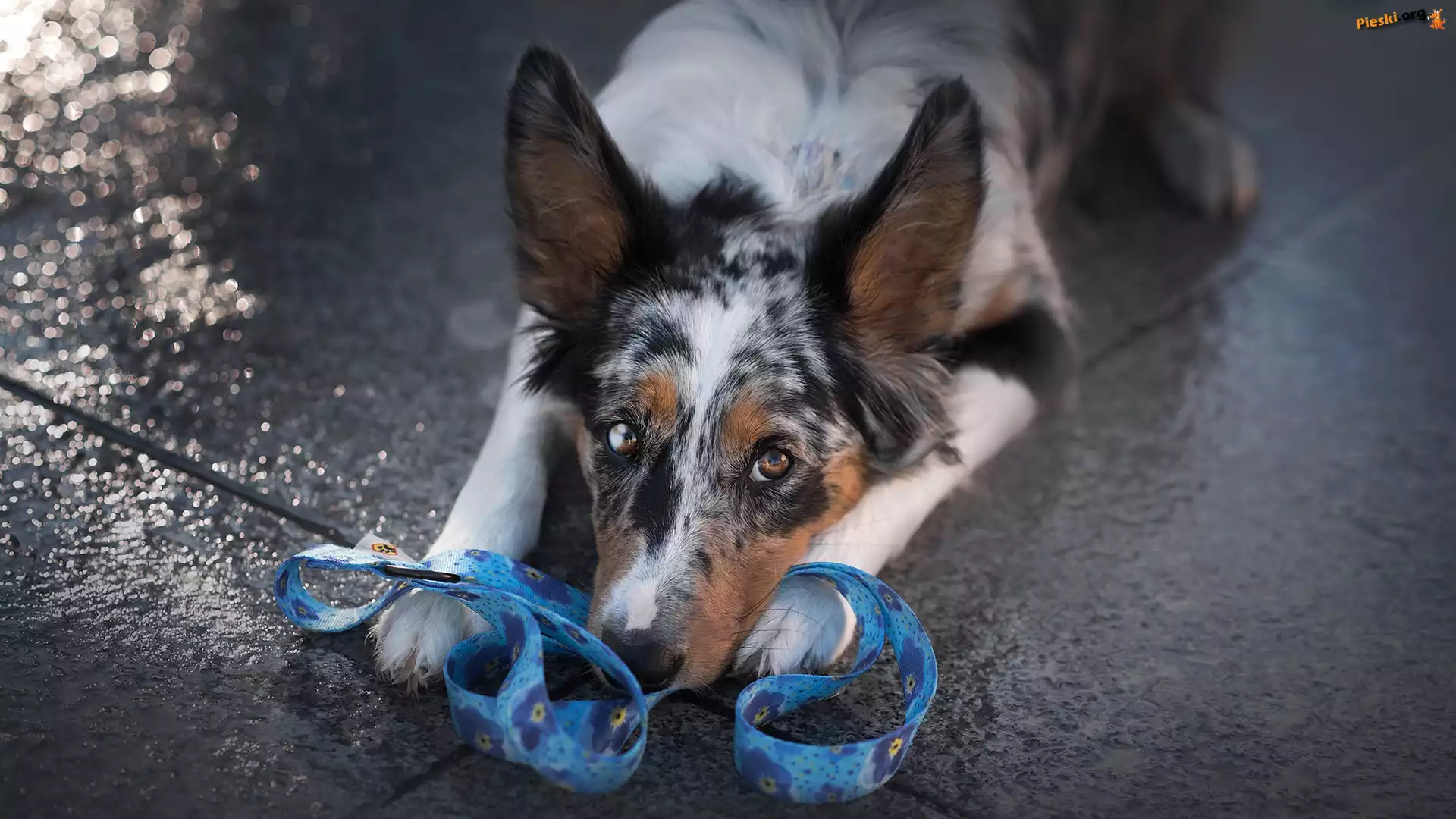 Mordka, Pies, Leżący, Border collie, Smycz
