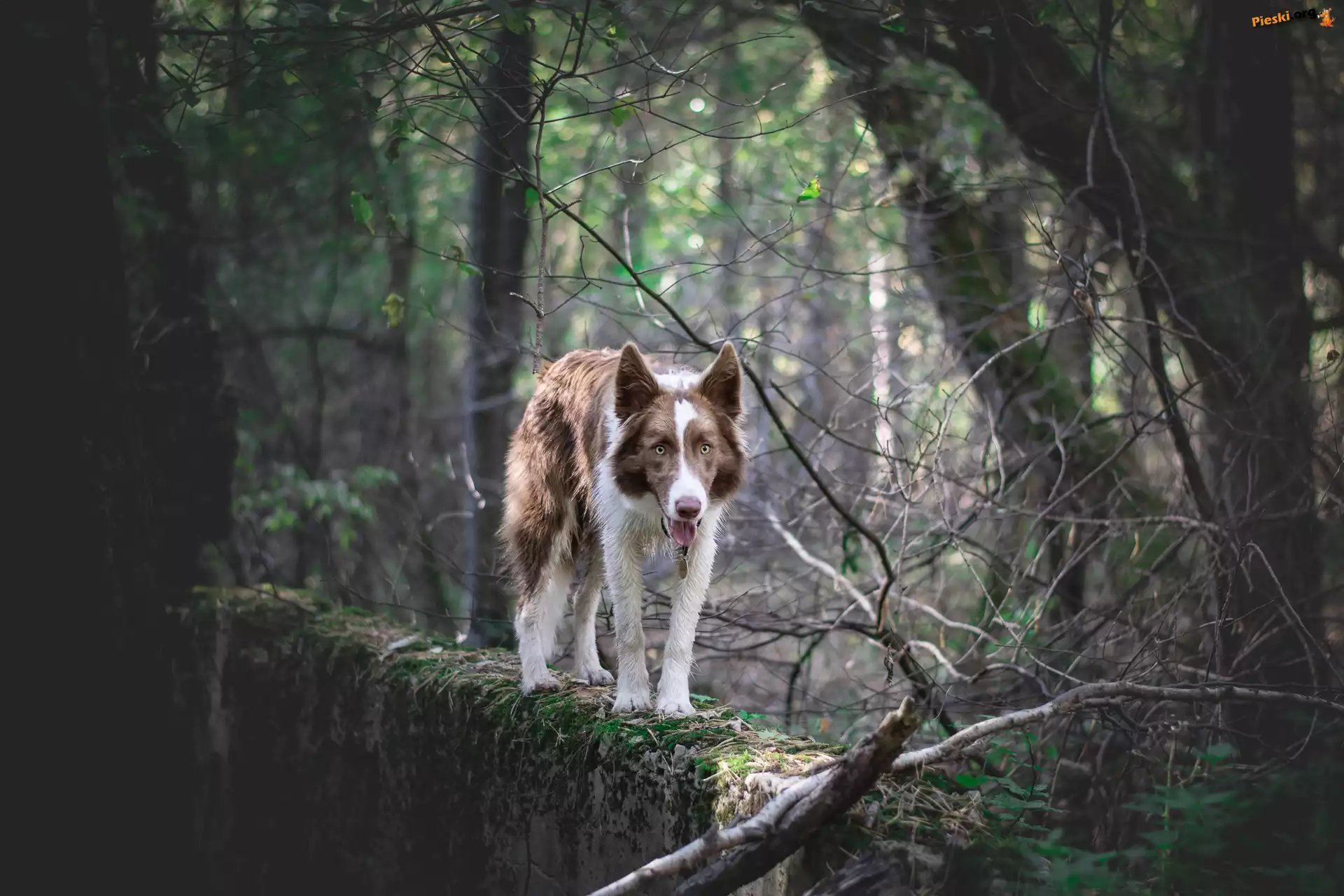 Drzewa, Border collie, Pies, Brązowo-biały, Murek