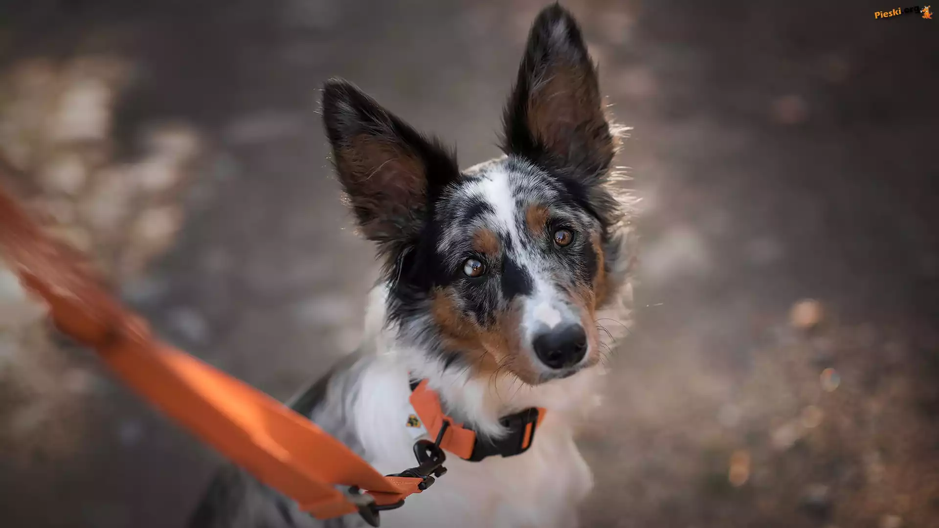 Pomarańczowa, Border collie, Pies, Mordka, Smycz