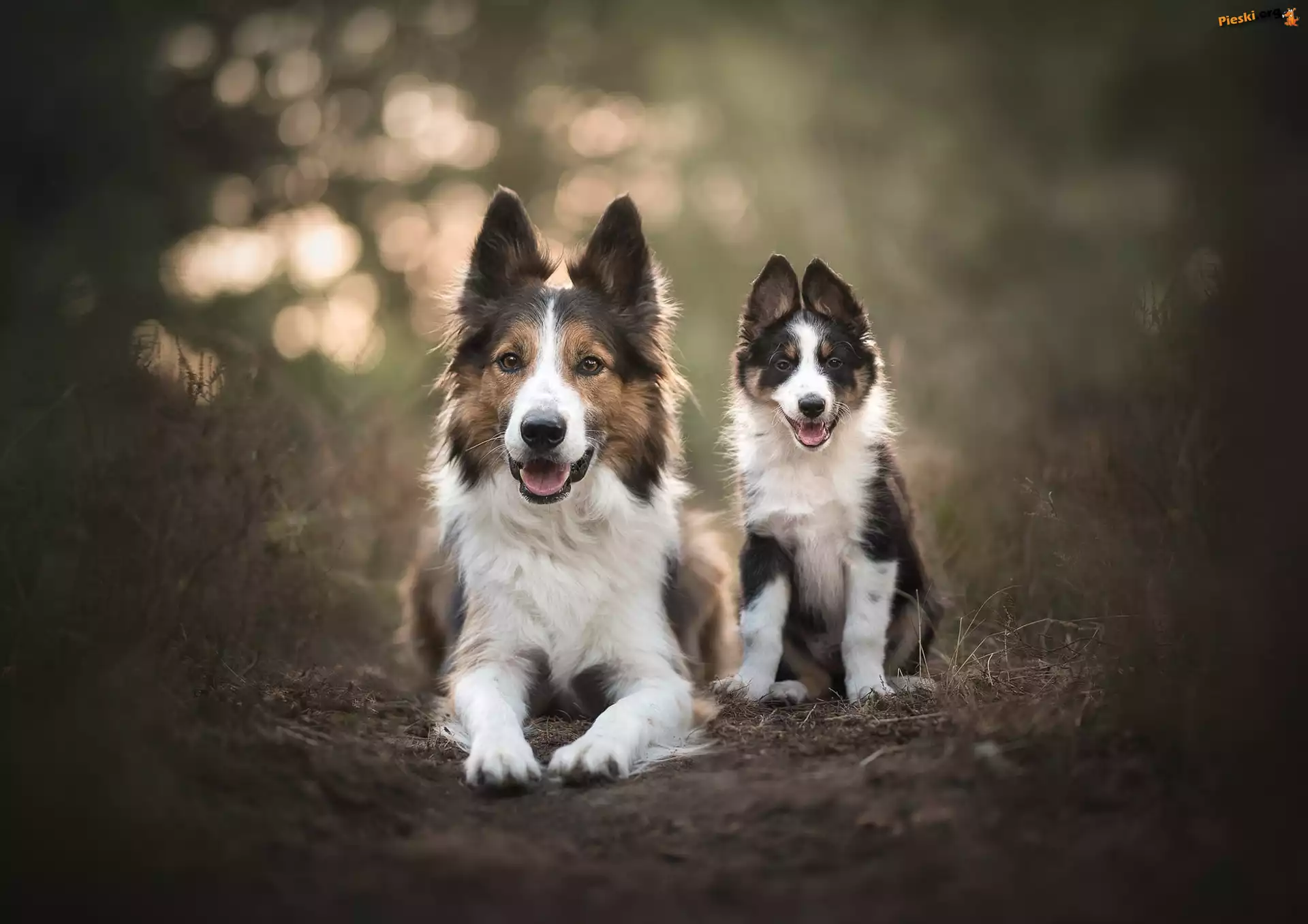 Border collie, Dwa, Psy, Szczeniak