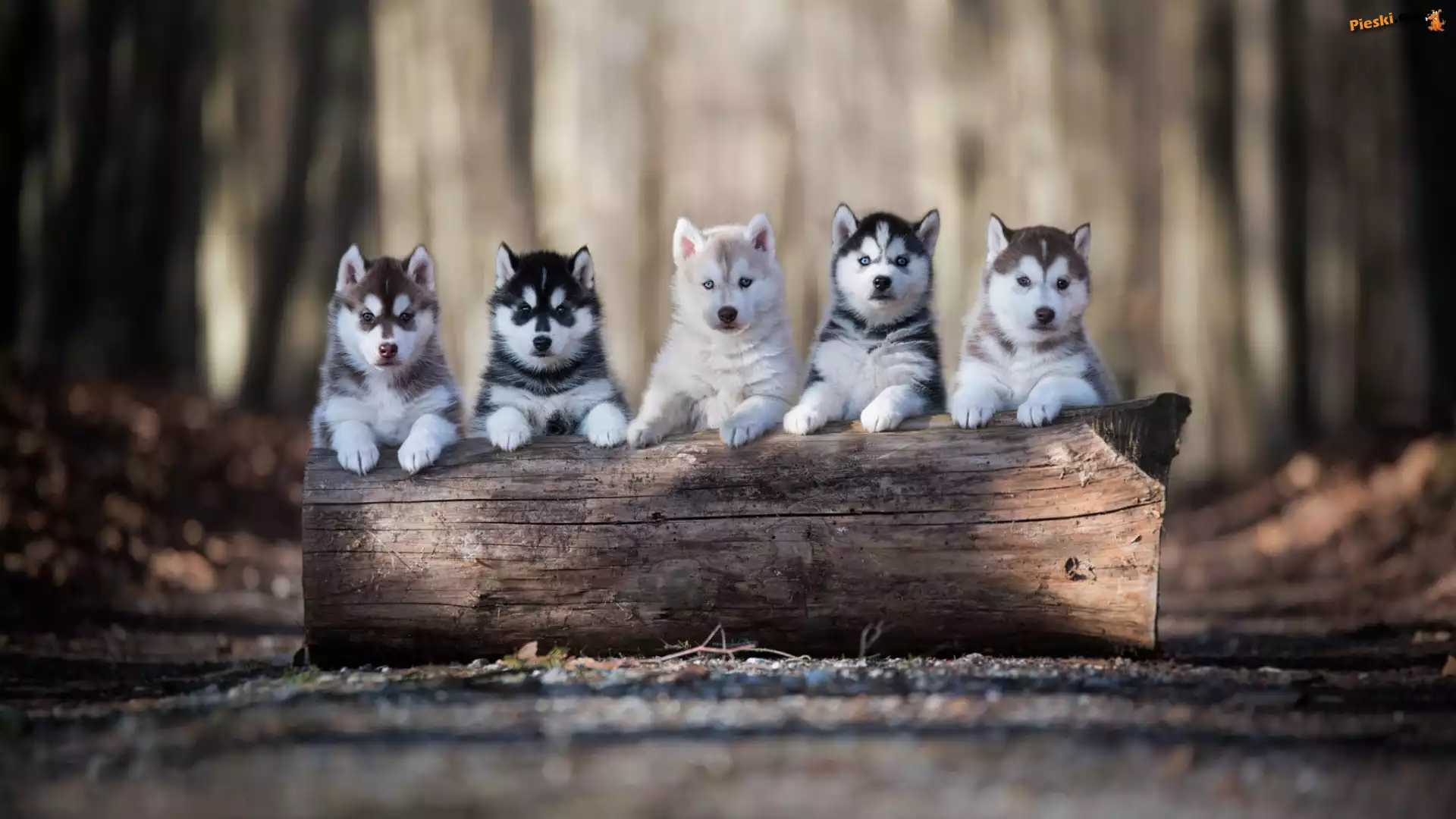 Szczeniaki, Siberian husky, Kłoda