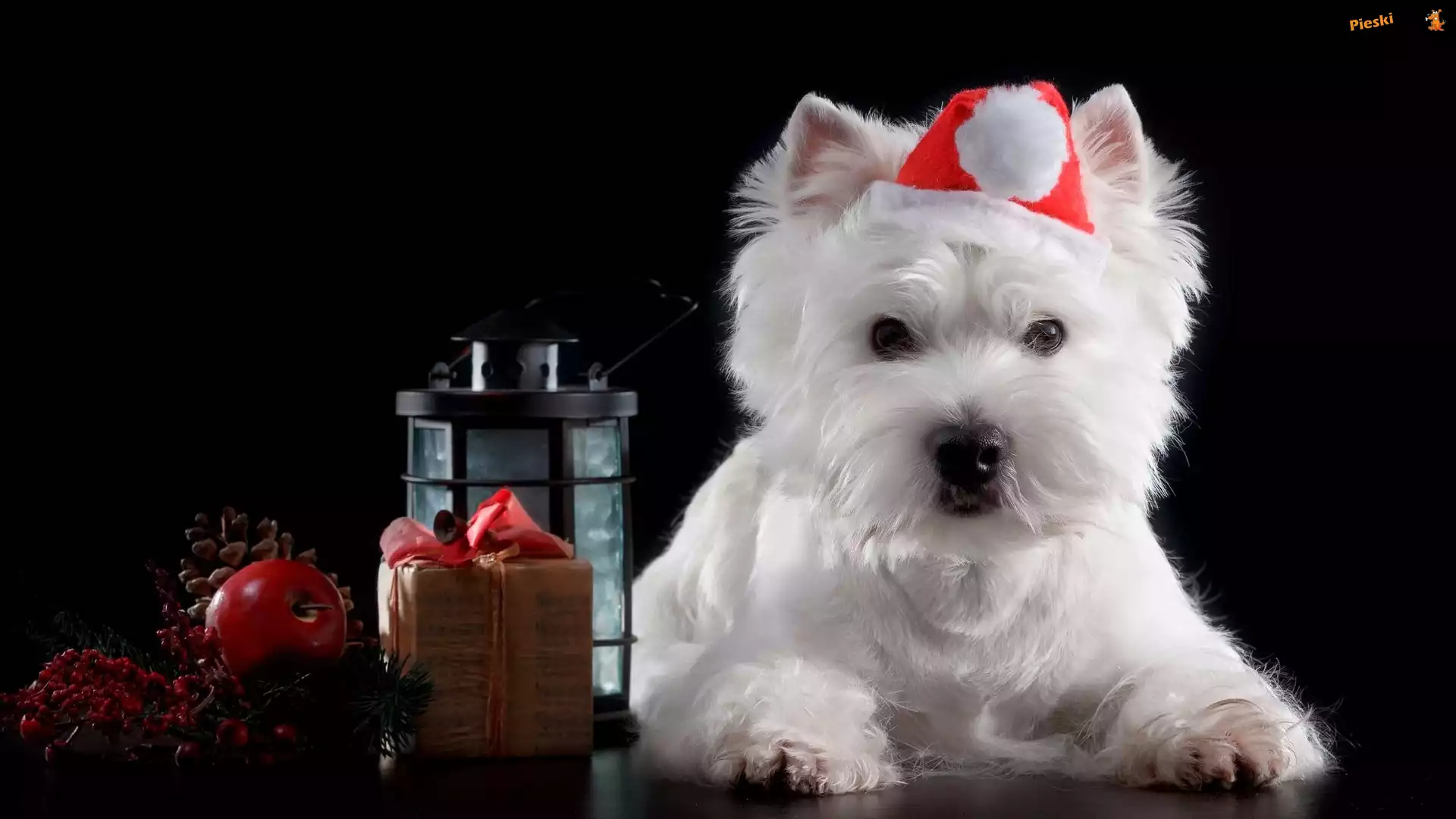 Mikołaja, Biały, Lampion, West Highland White Terrier, Pies, Czapka, Prezent